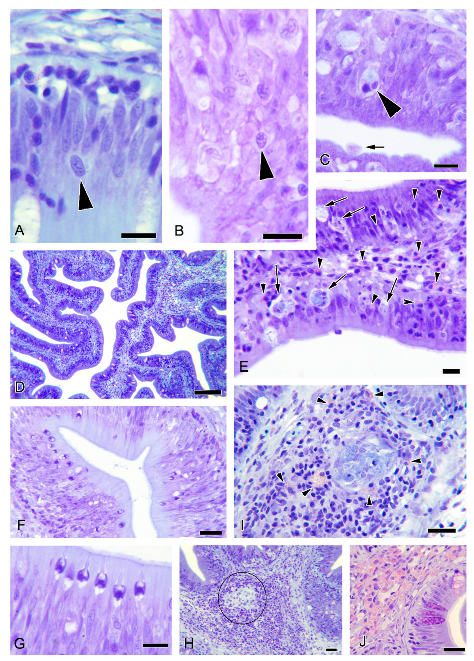 Animals 11 00362 g001