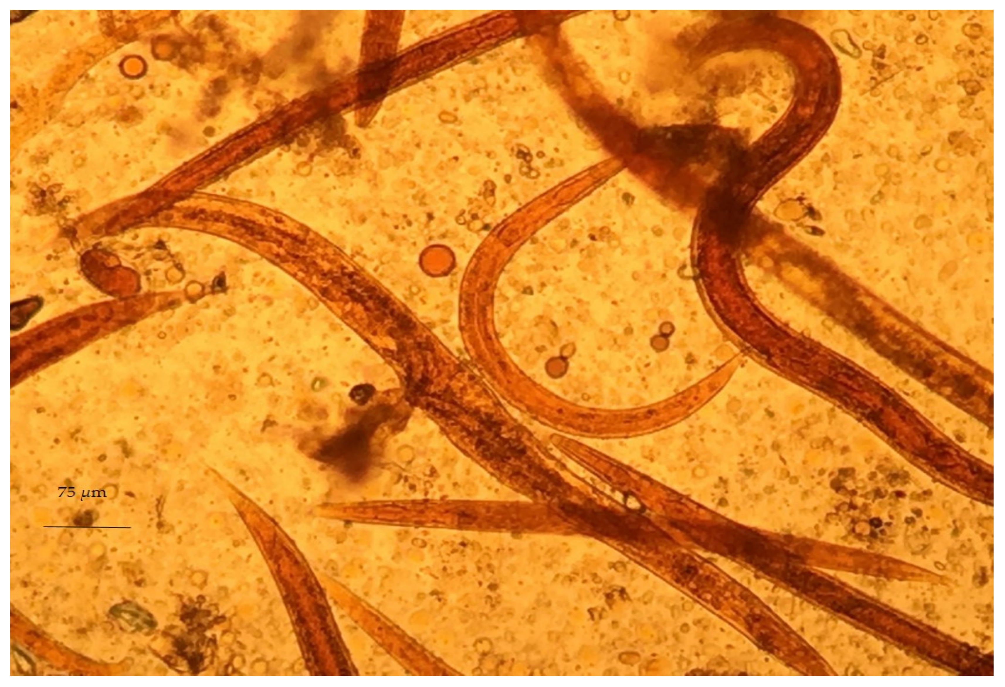 Animals 11 00363 g003