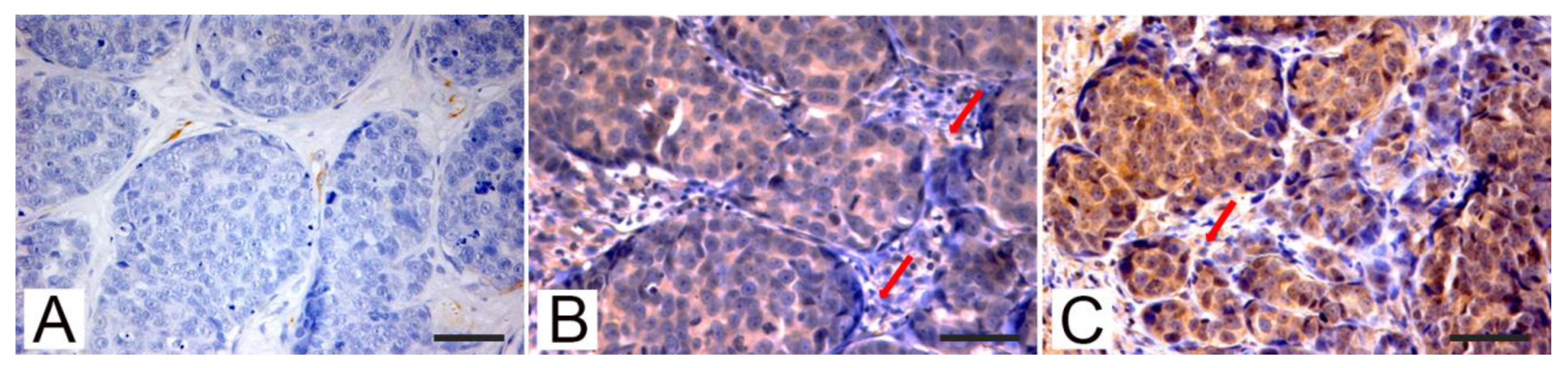 Animals 11 00365 g003