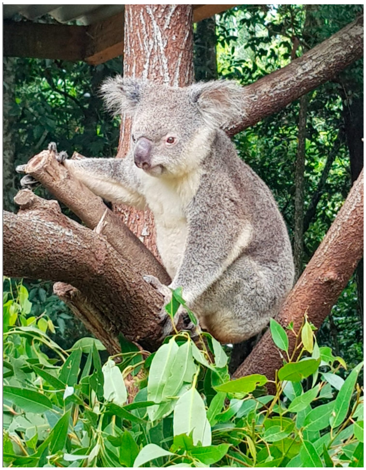 Animals 11 00380 g001