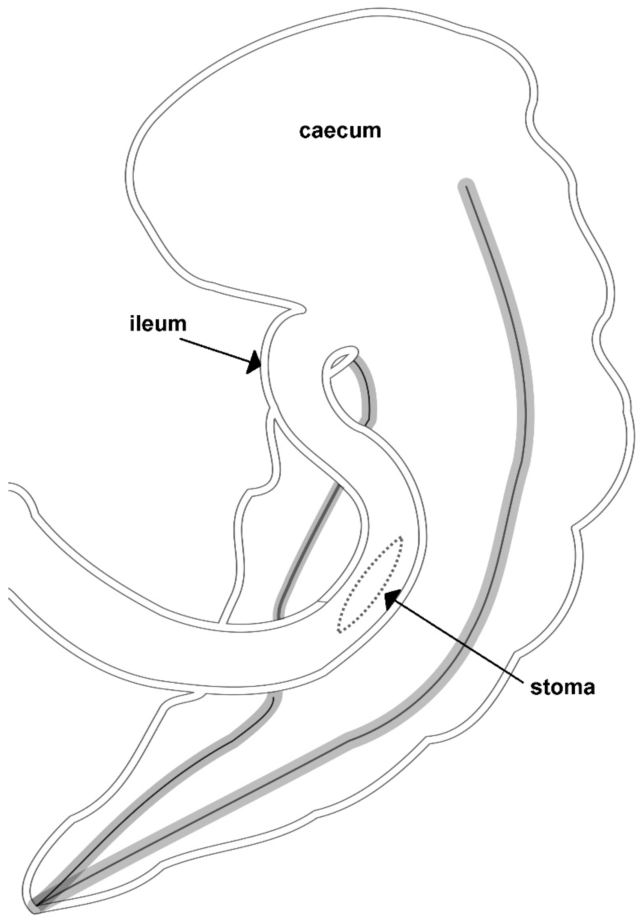 Animals 11 00403 g001