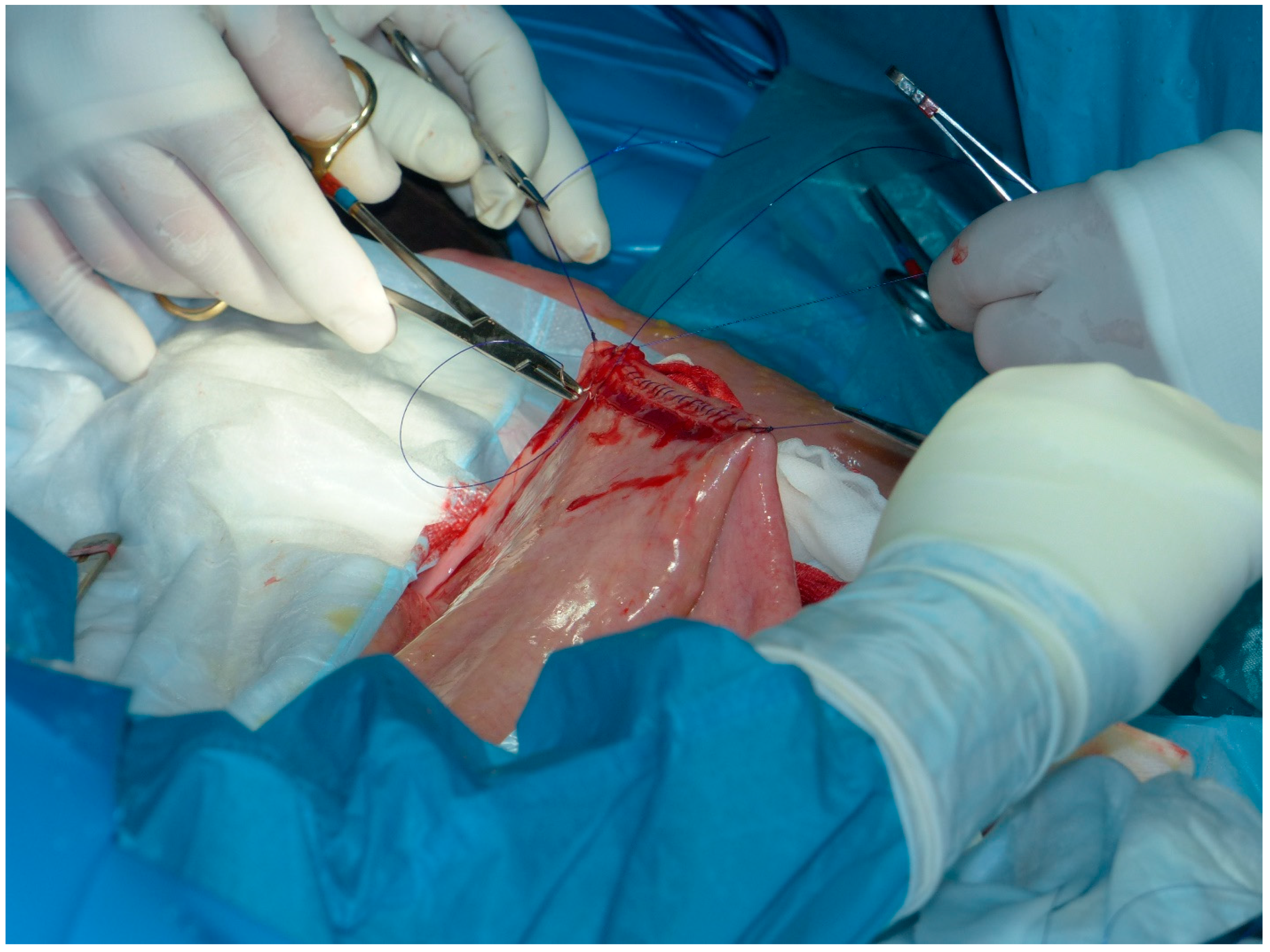 Animals 11 00403 g002