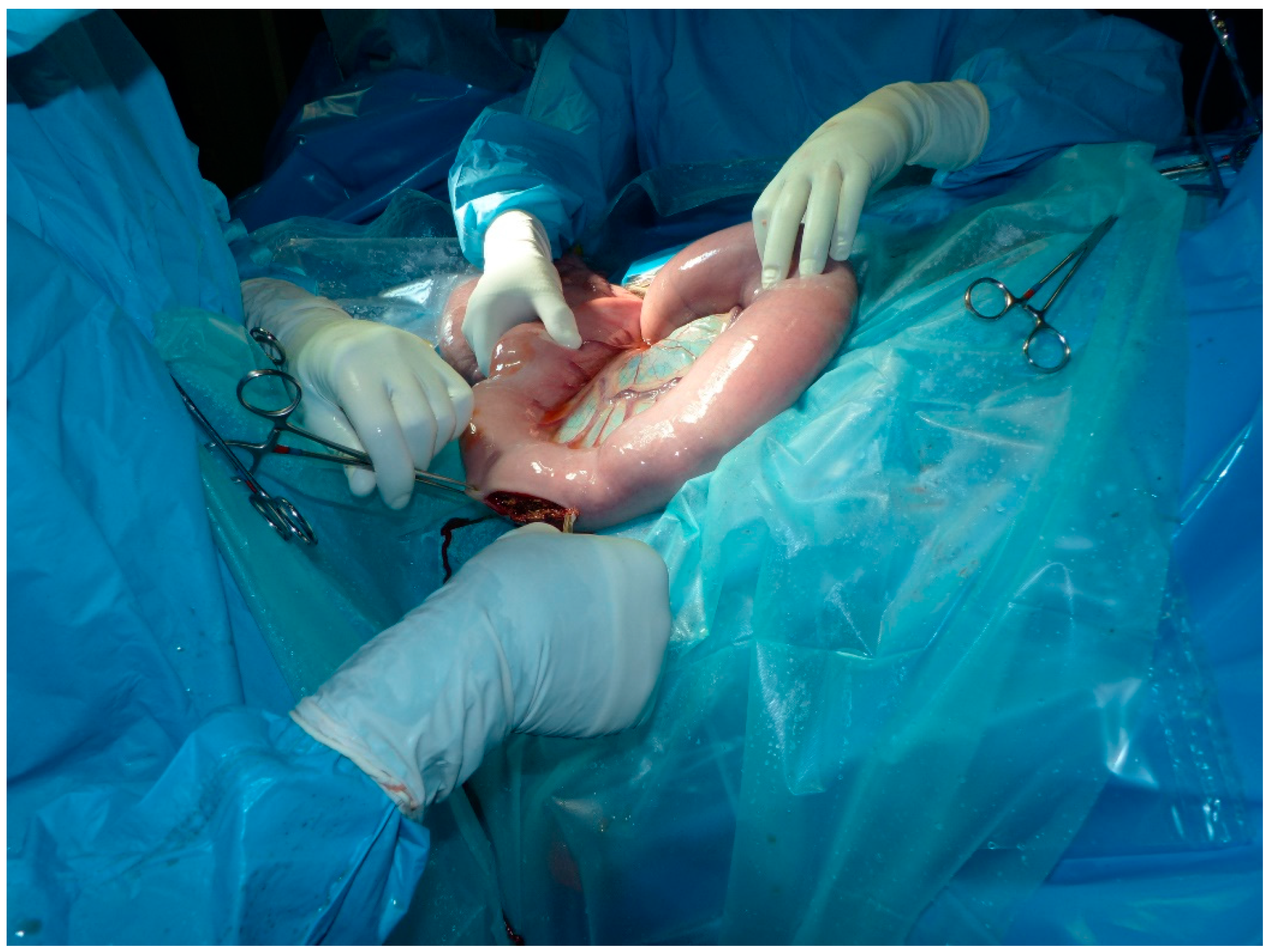 Animals 11 00403 g004