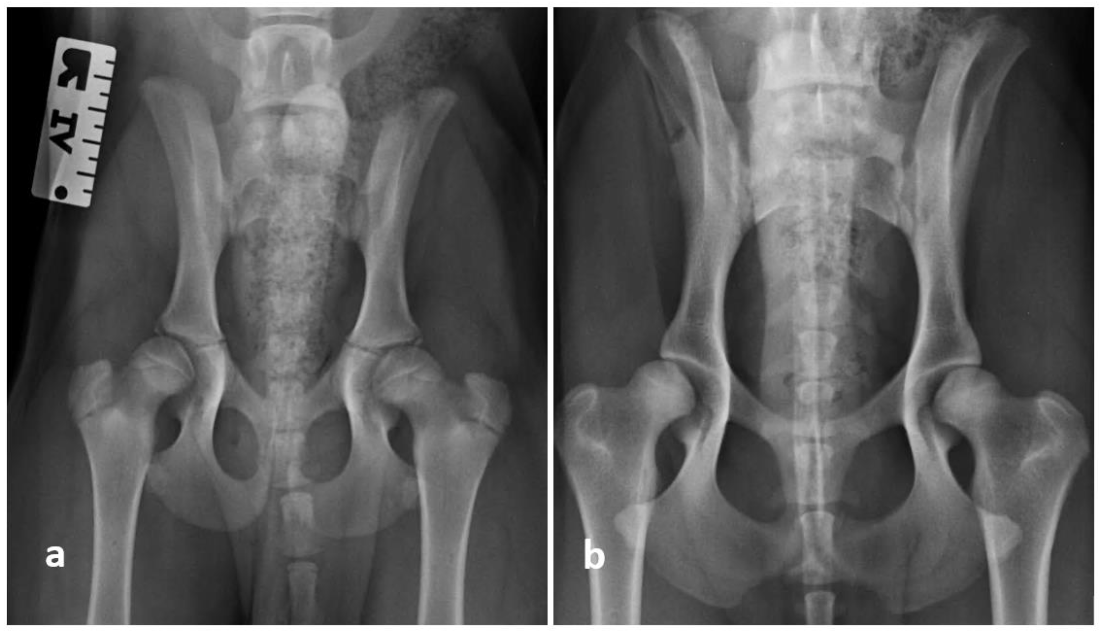 Animals 11 00416 g002 Animals 11 00416 g002