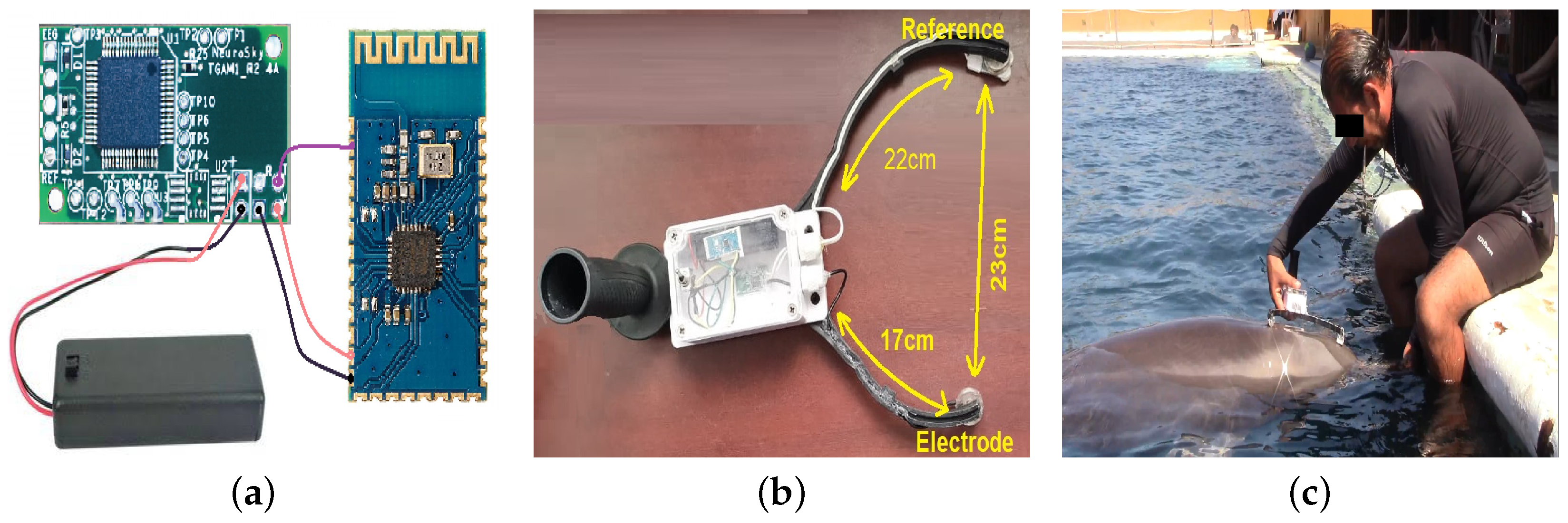Animals 11 00417 g001