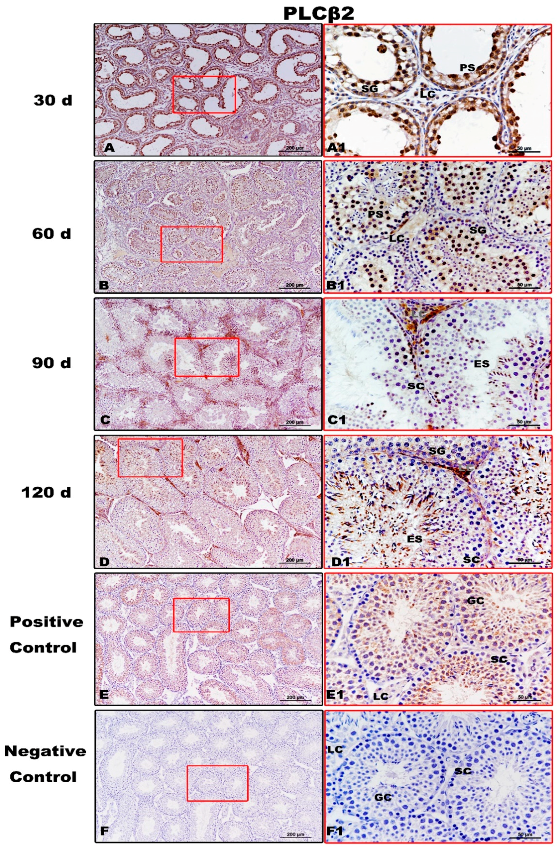 Animals 11 00437 g006