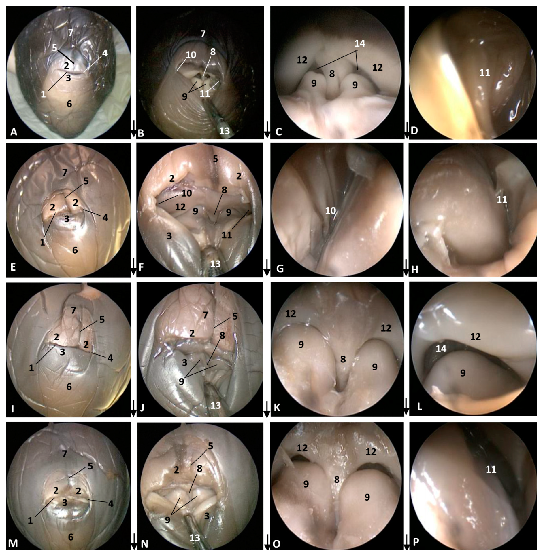 Animals 11 00441 g002