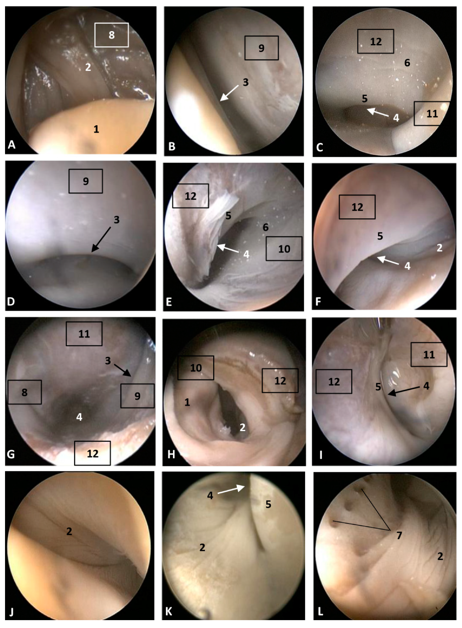 Animals 11 00441 g005