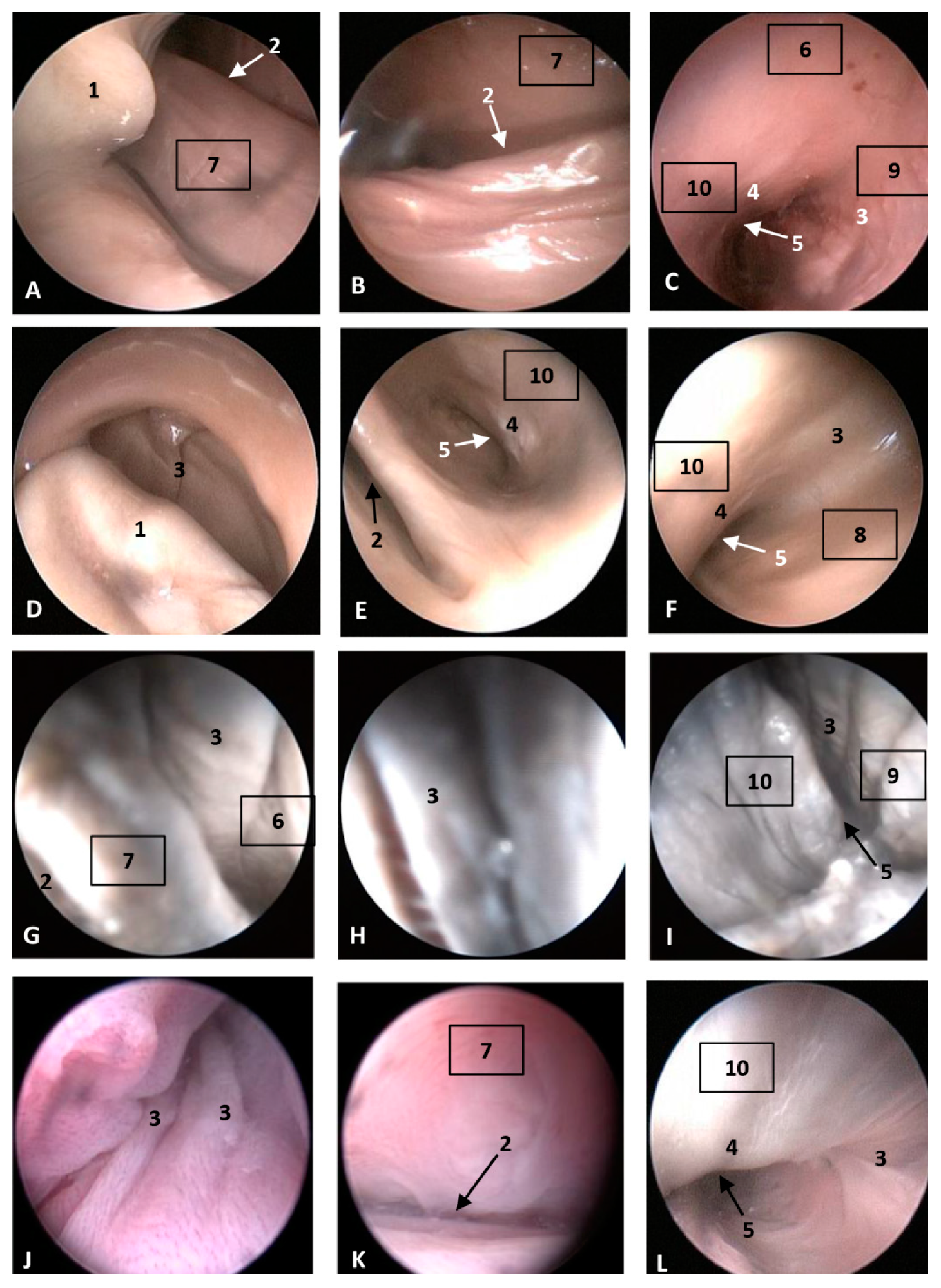 Animals 11 00441 g006
