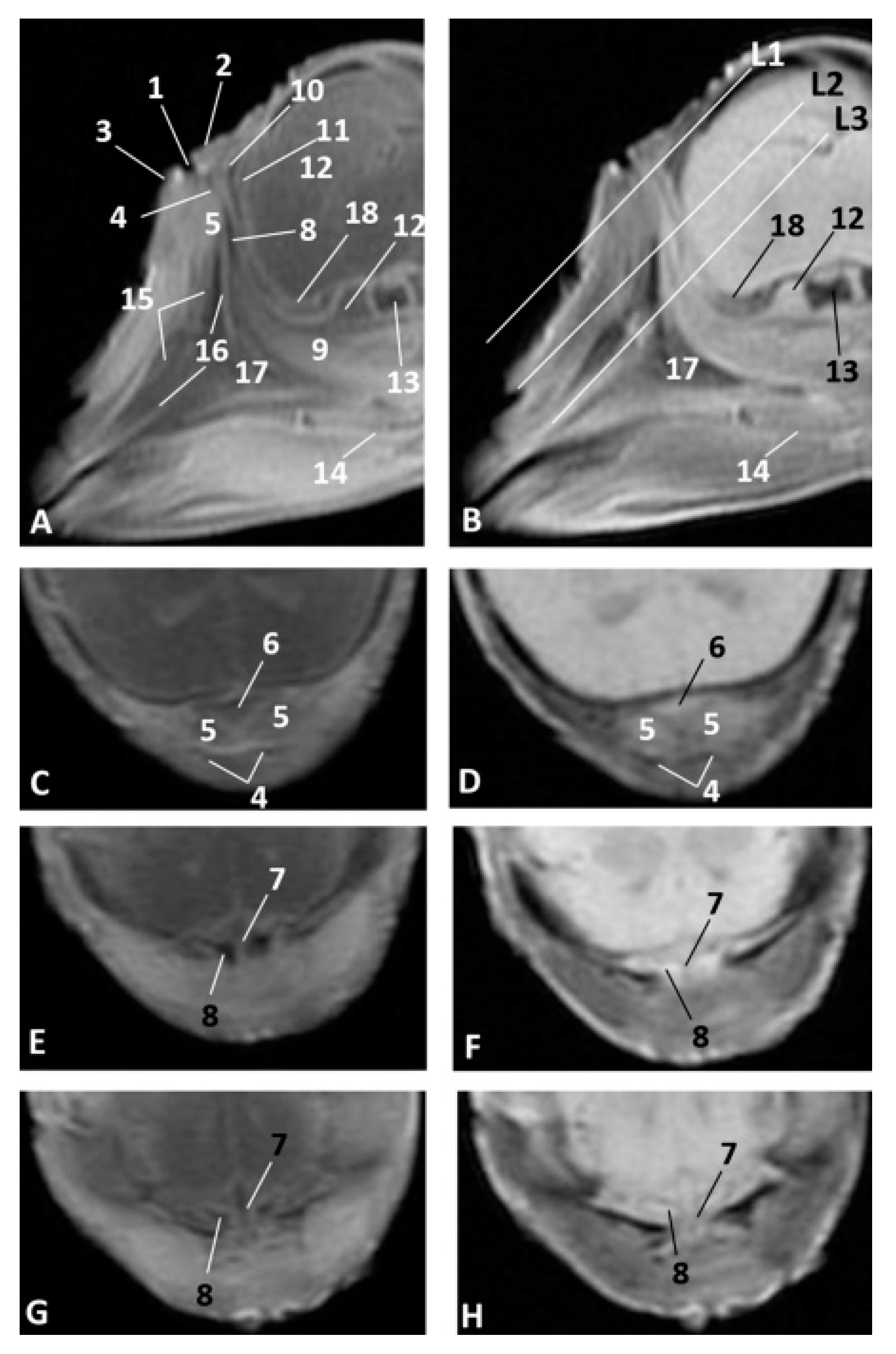 Animals 11 00441 g008