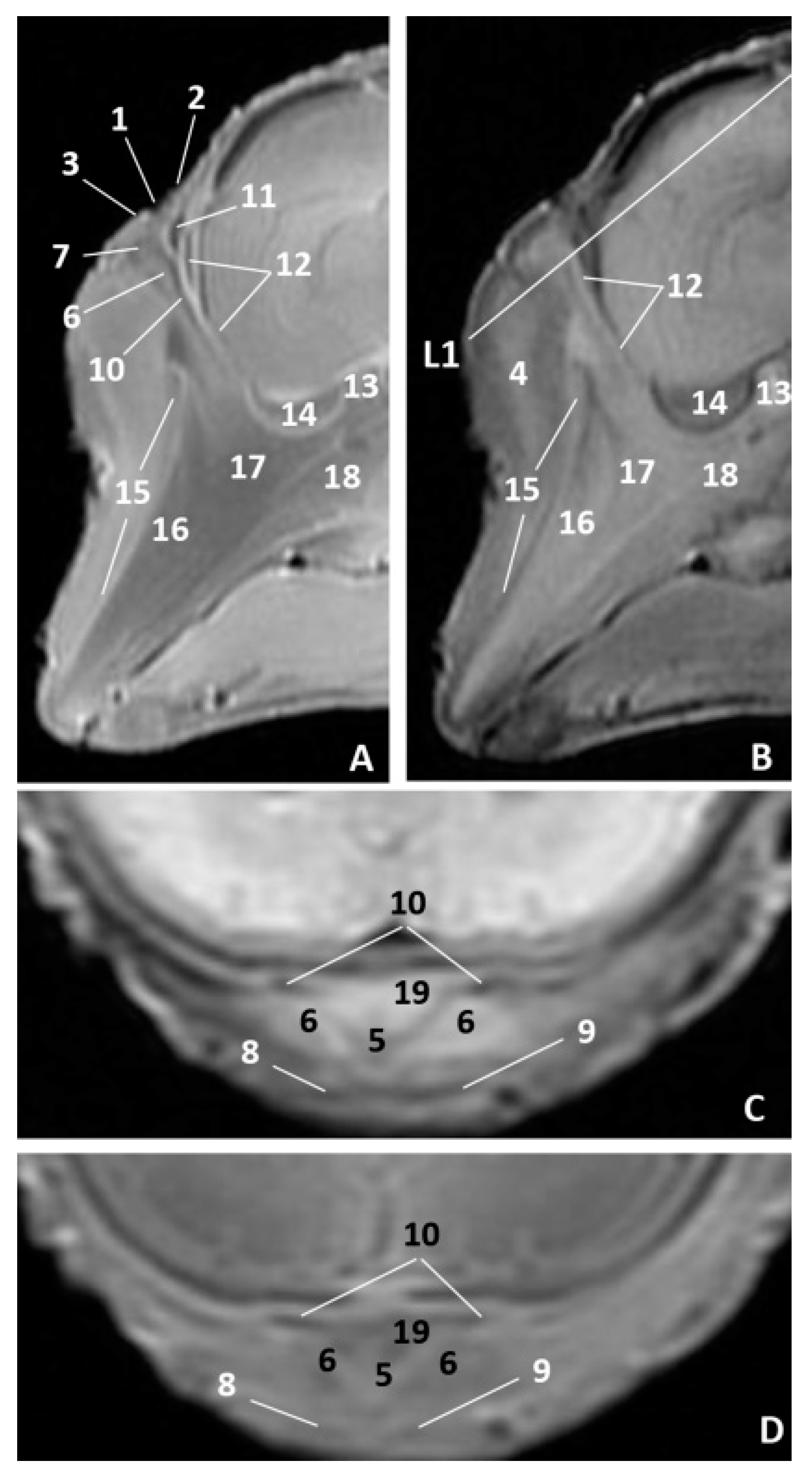 Animals 11 00441 g010