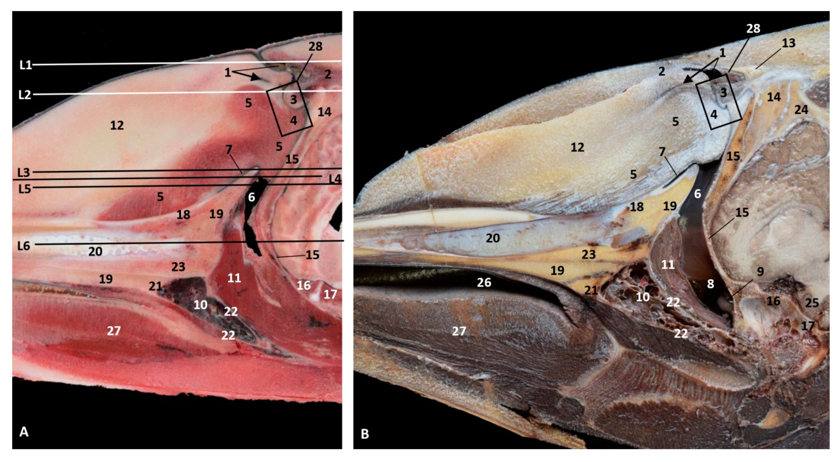 Animals 11 00441 g023