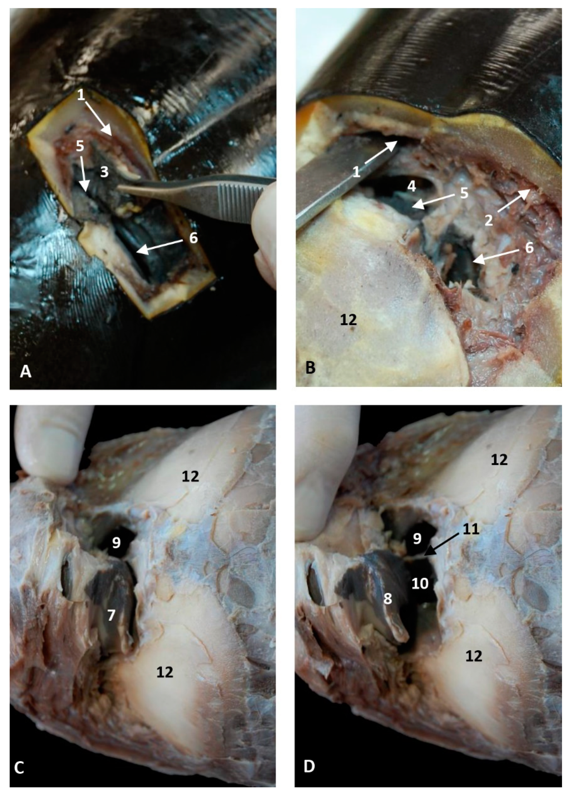 Animals 11 00441 g025