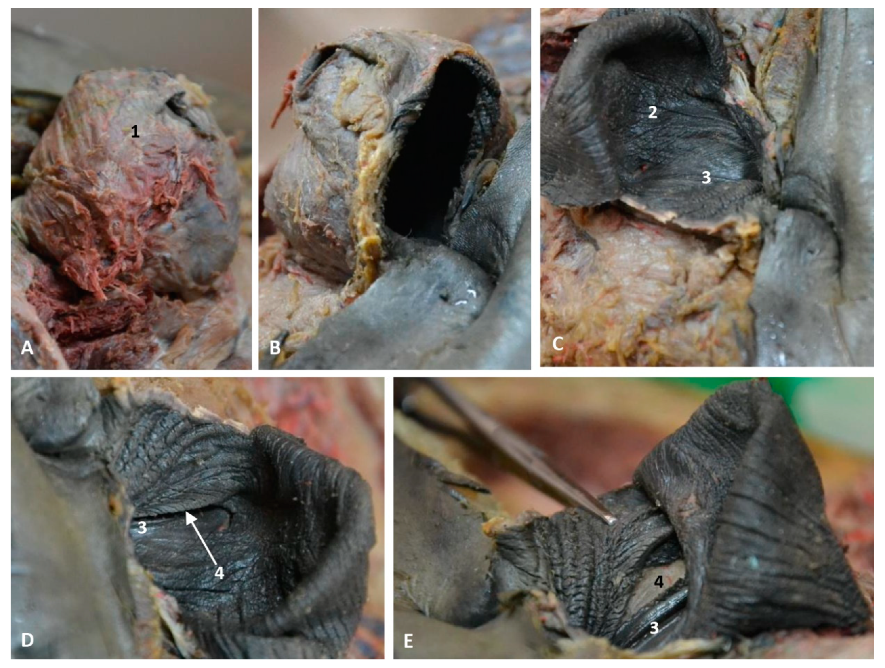 Animals 11 00441 g026