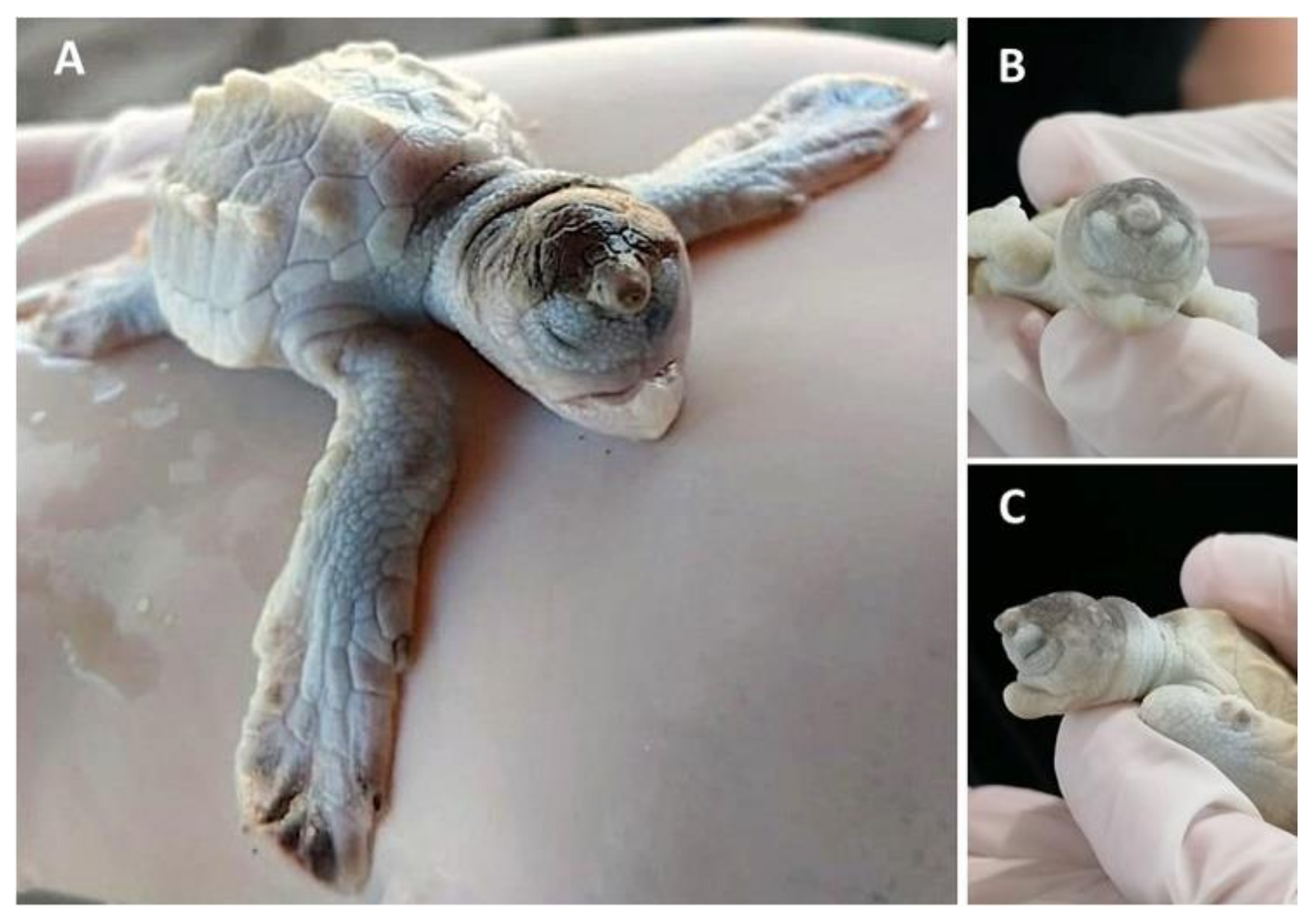 Animals 11 00444 g001