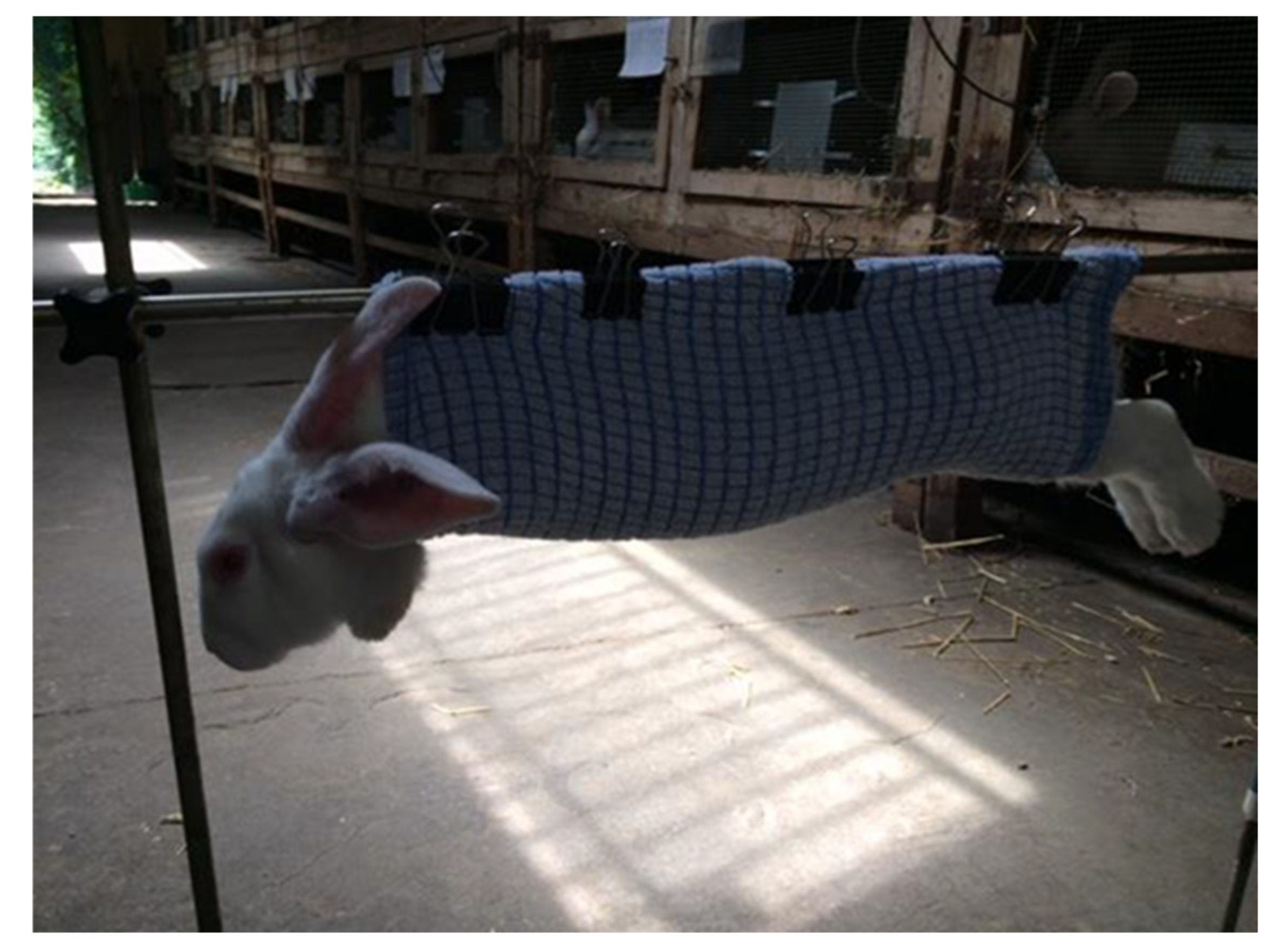 Animals 11 00455 g001