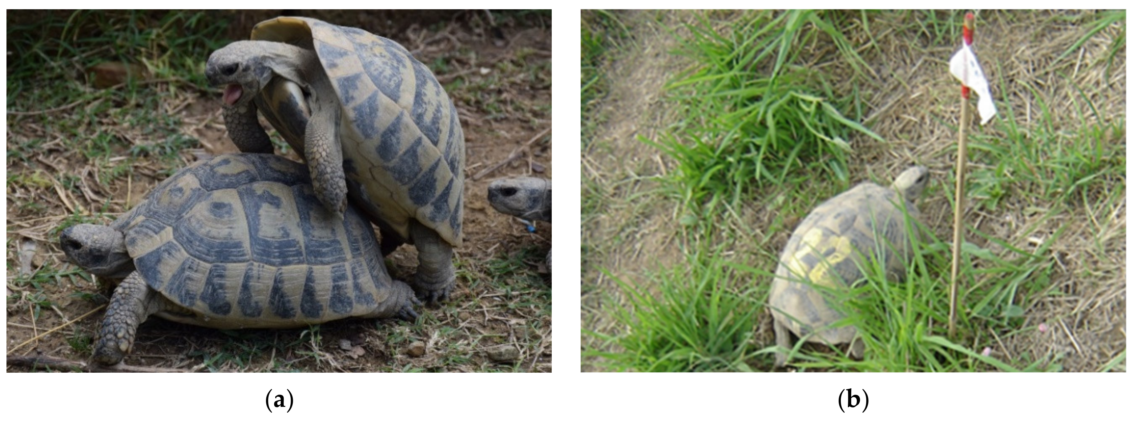 Animals 11 00478 g001