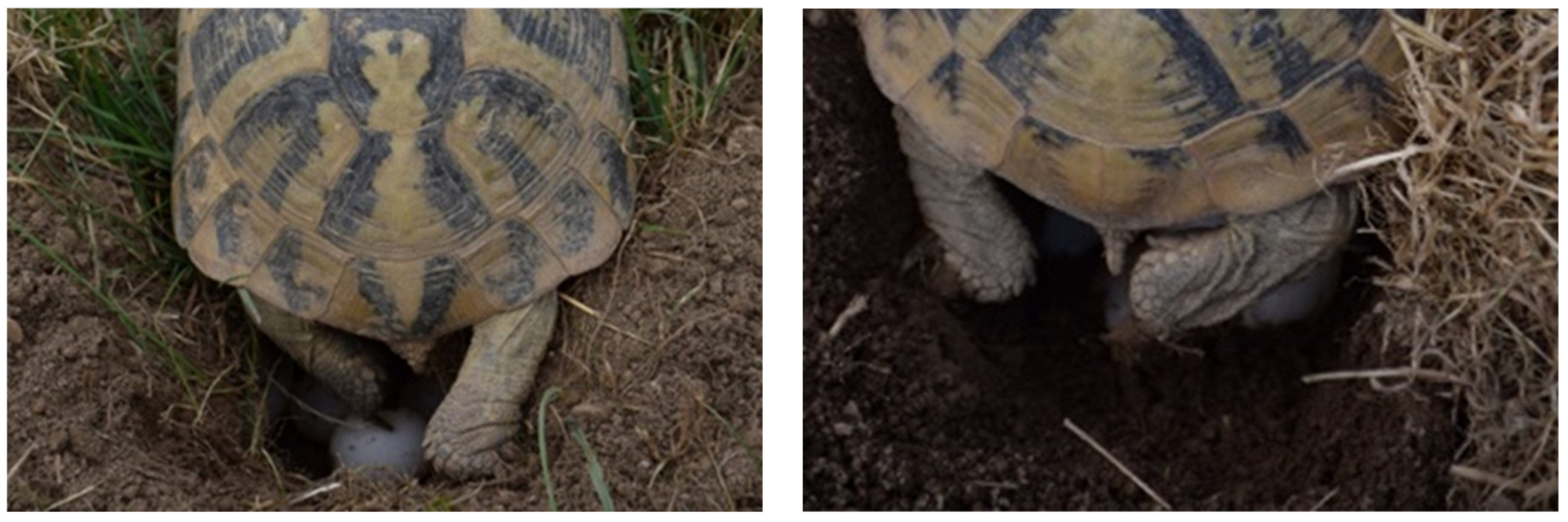 Animals 11 00478 g002a