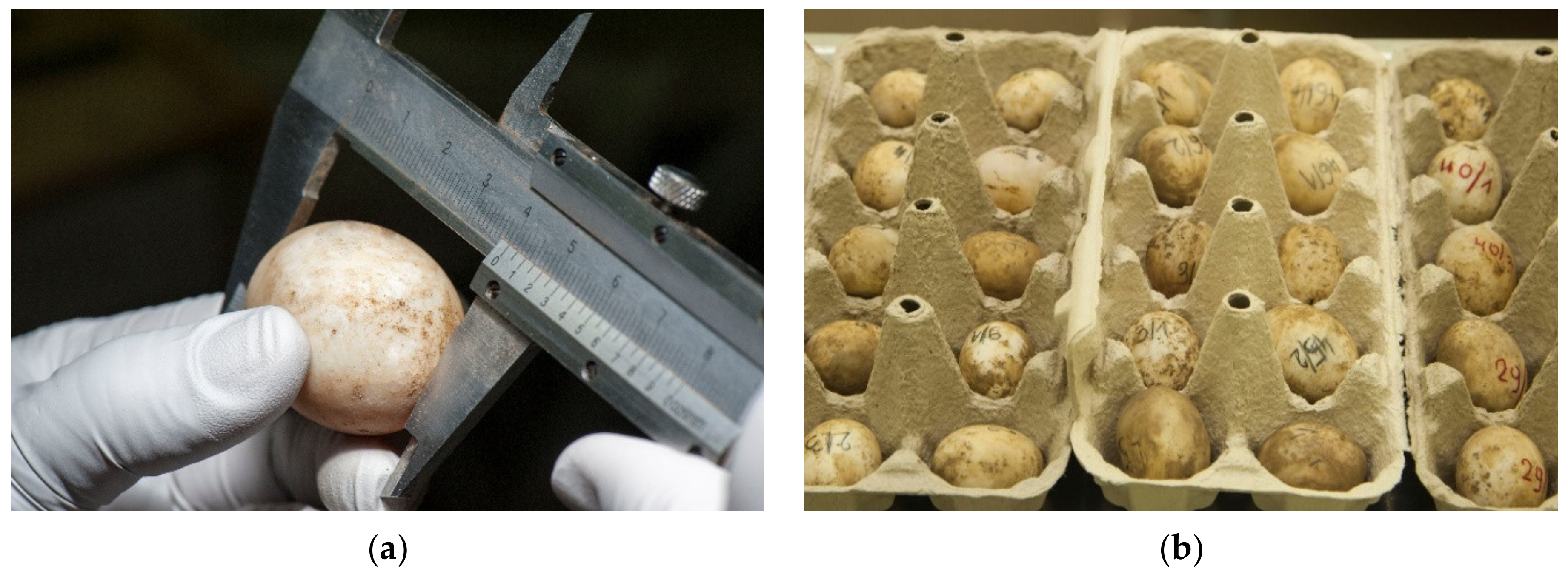 Animals 11 00478 g003