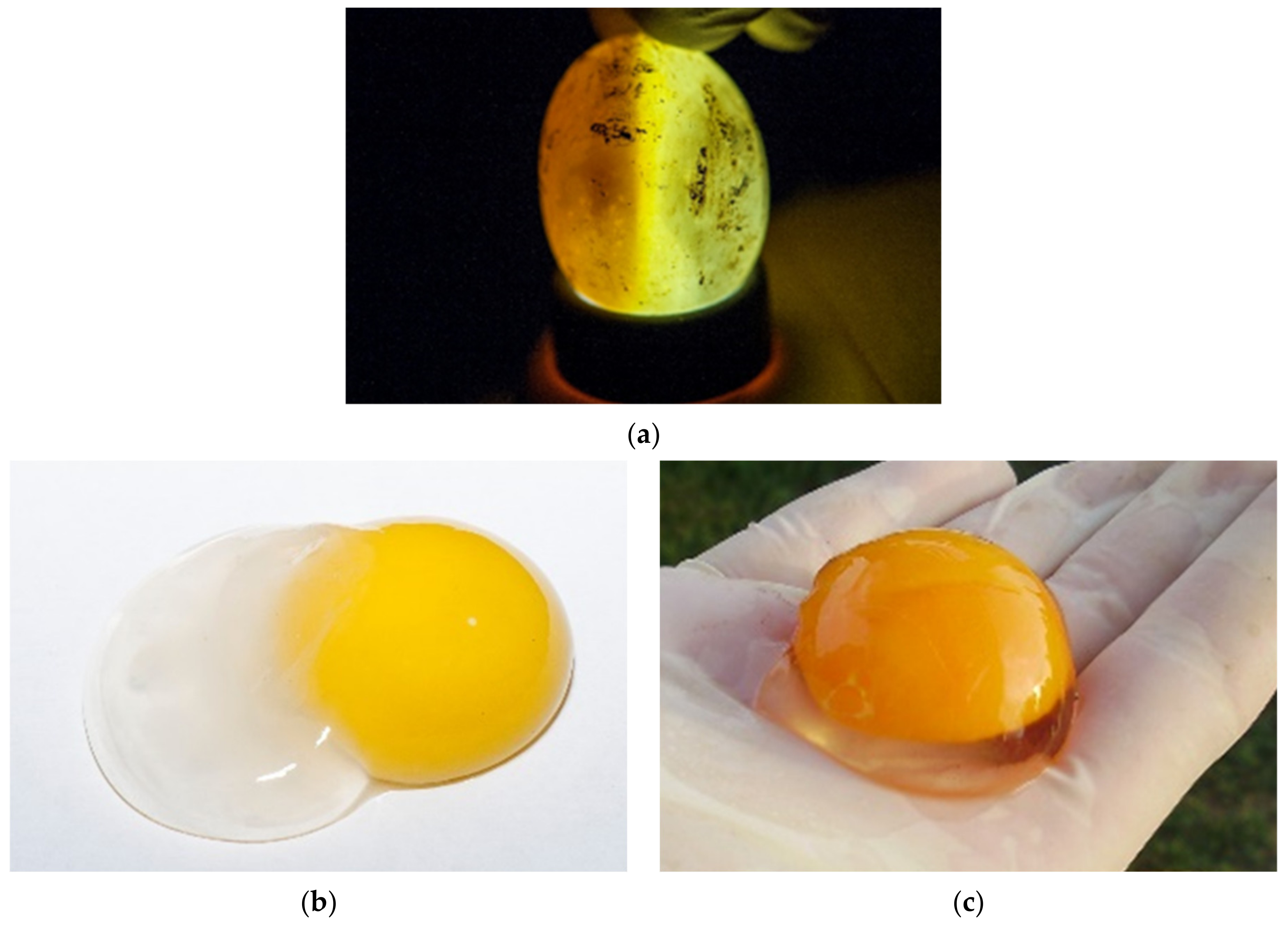 Animals 11 00478 g005