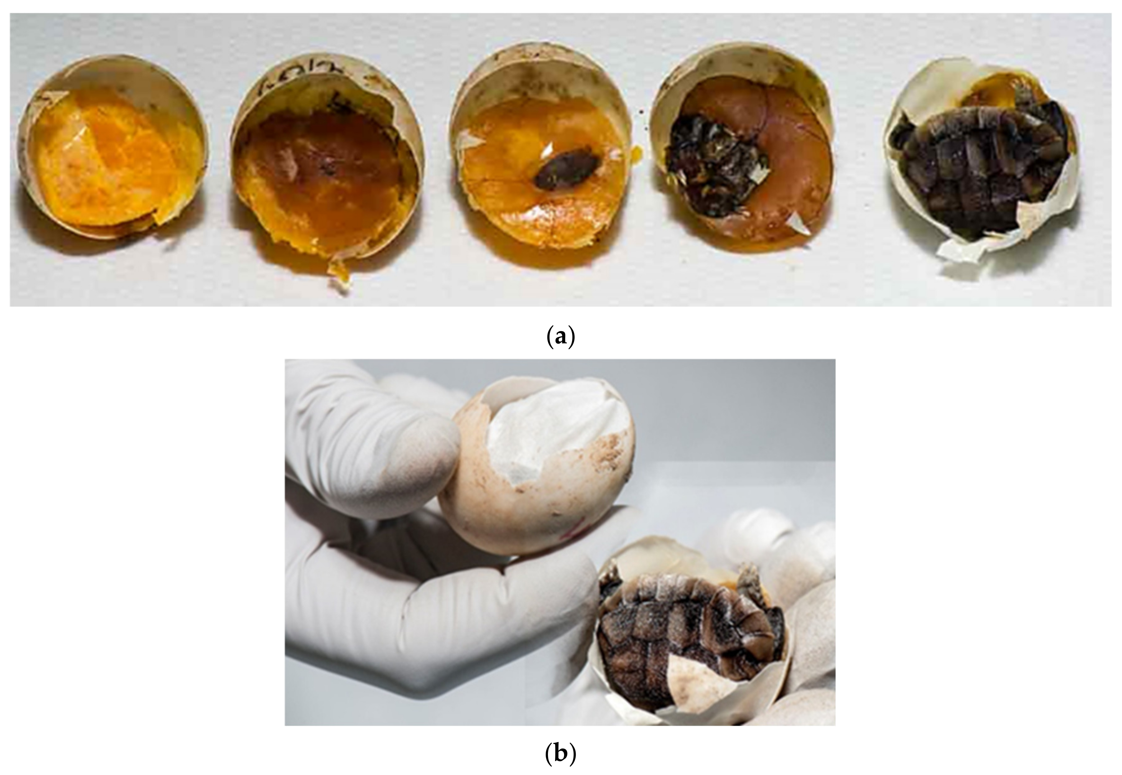 Animals 11 00478 g008