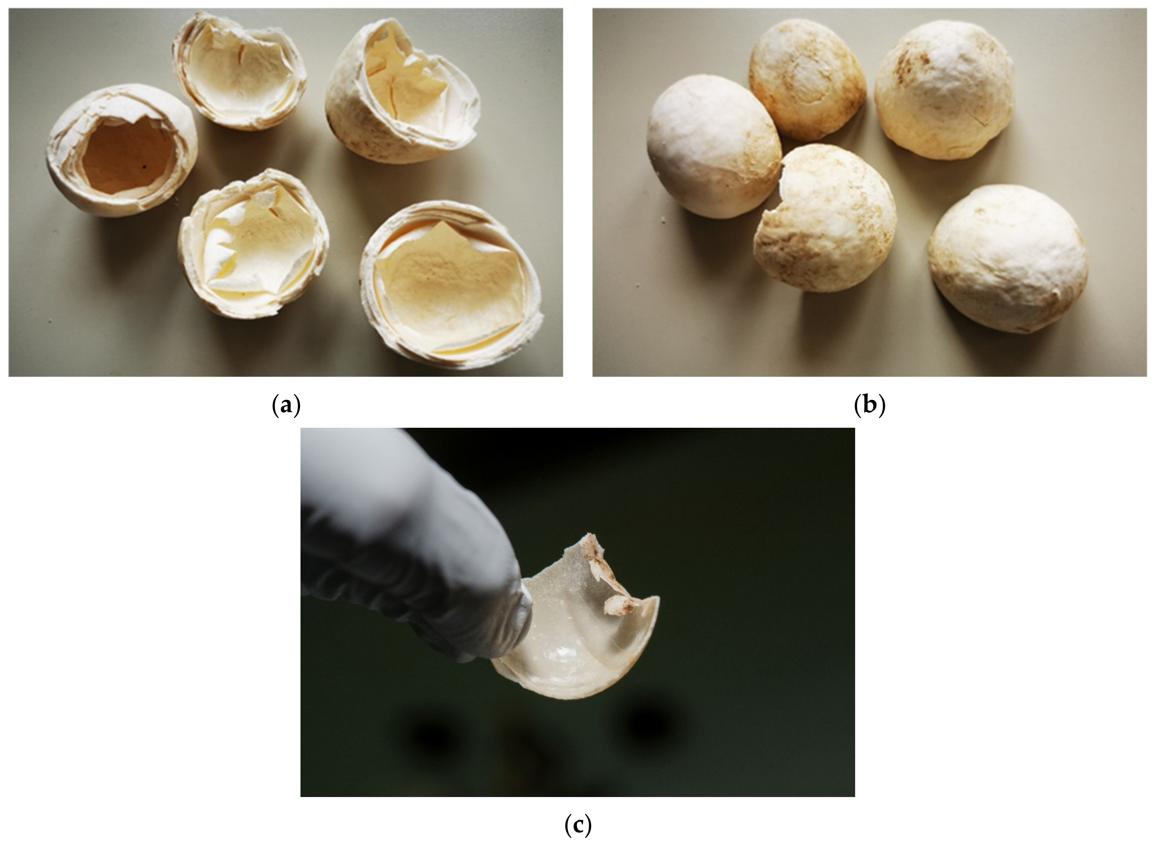 Animals 11 00478 g009