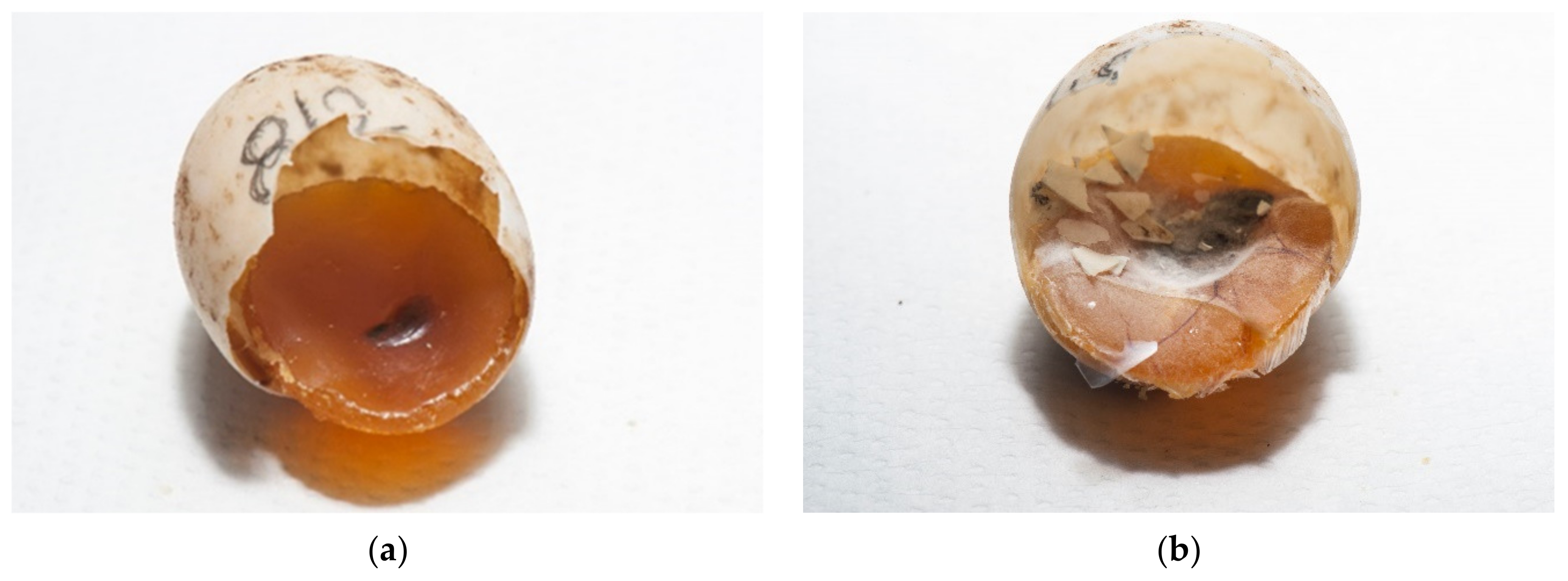 Animals 11 00478 g010a