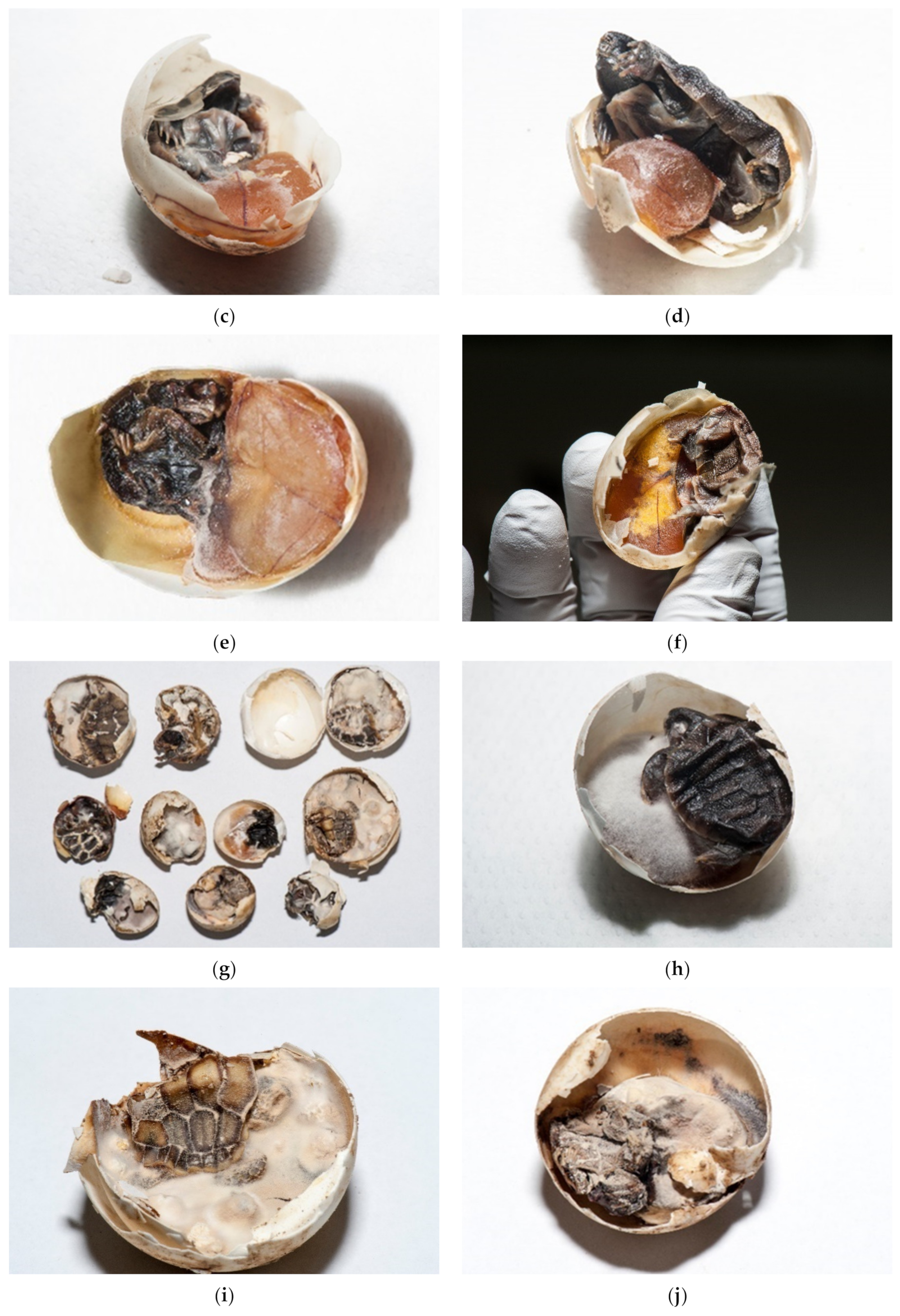 Animals 11 00478 g010b