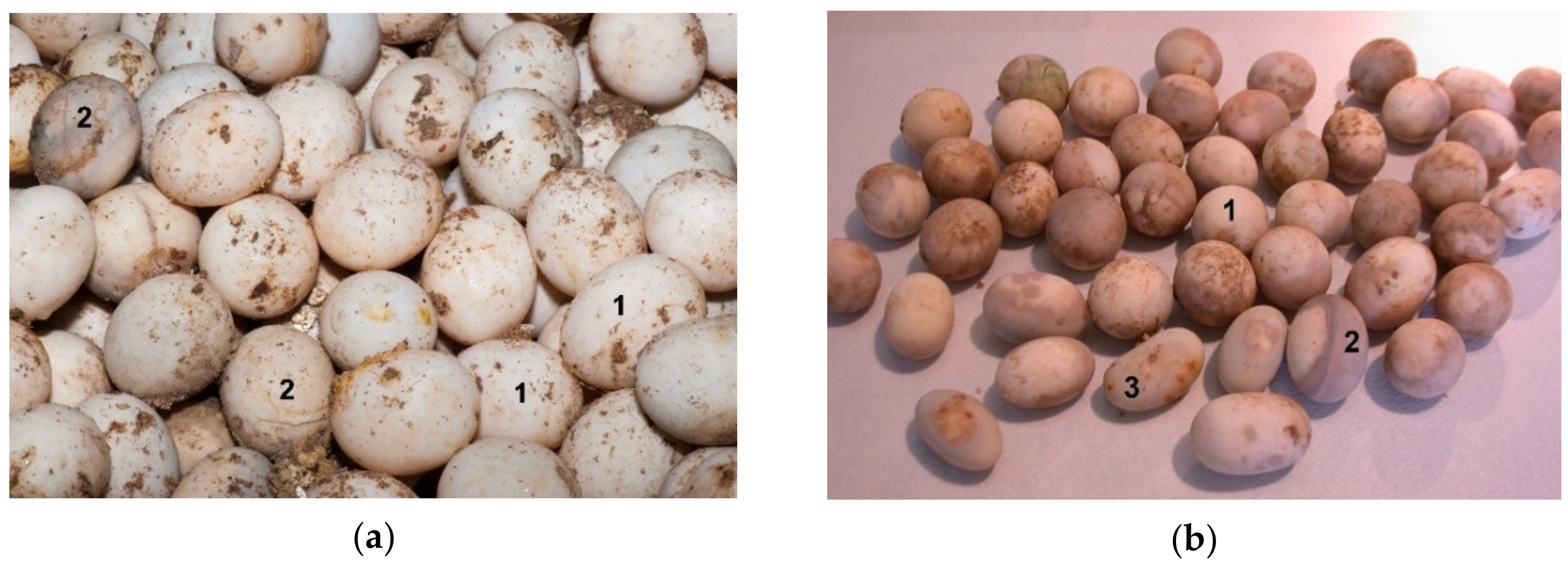 Animals 11 00478 g012a