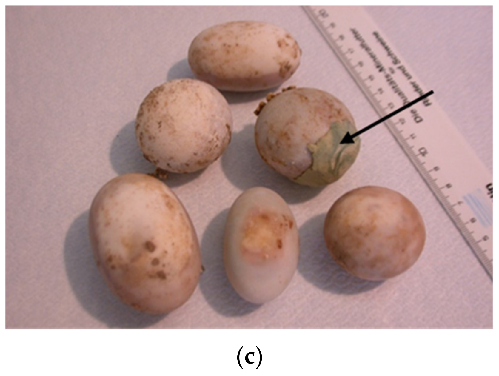 Animals 11 00478 g012b