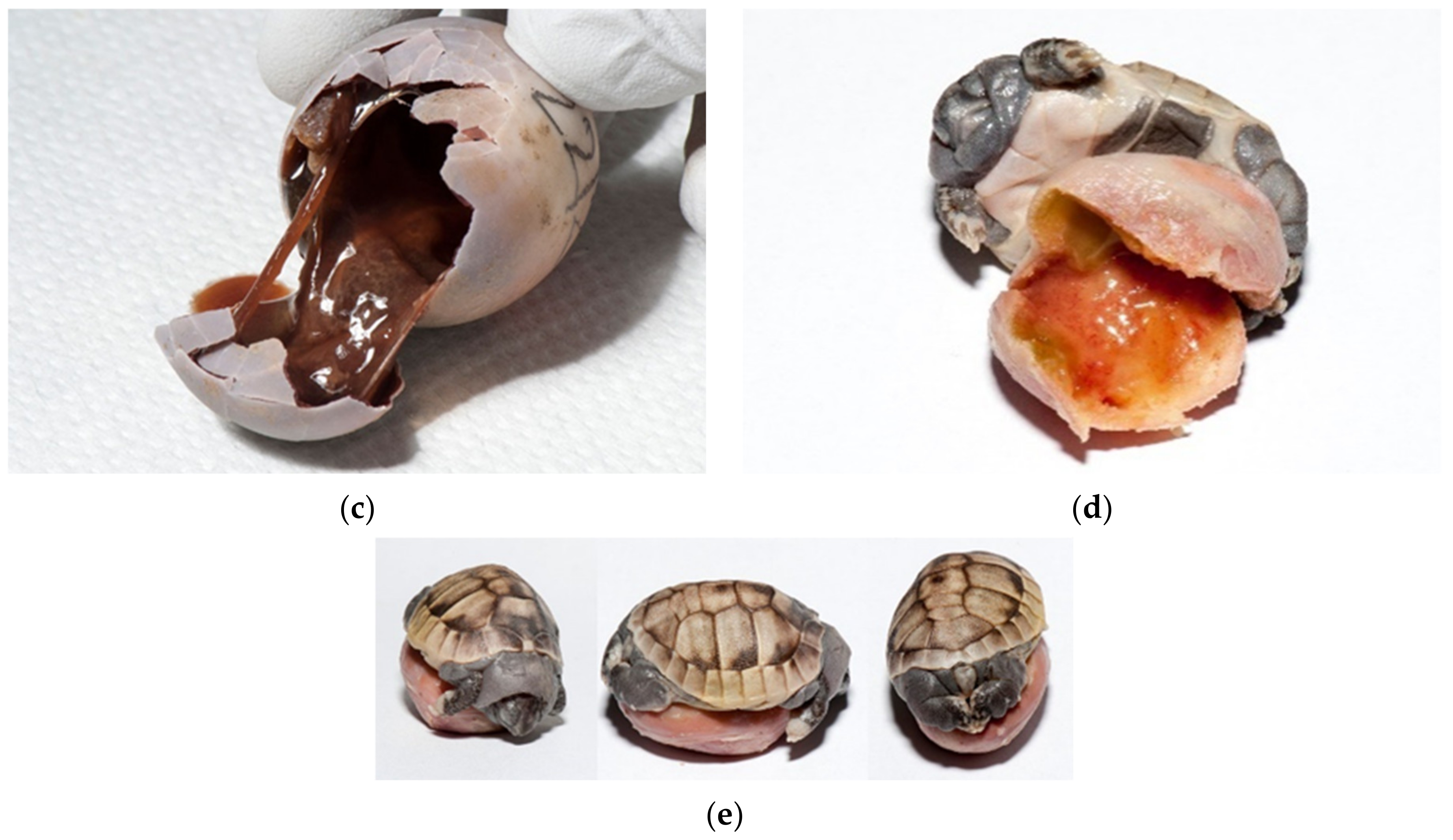 Animals 11 00478 g015b