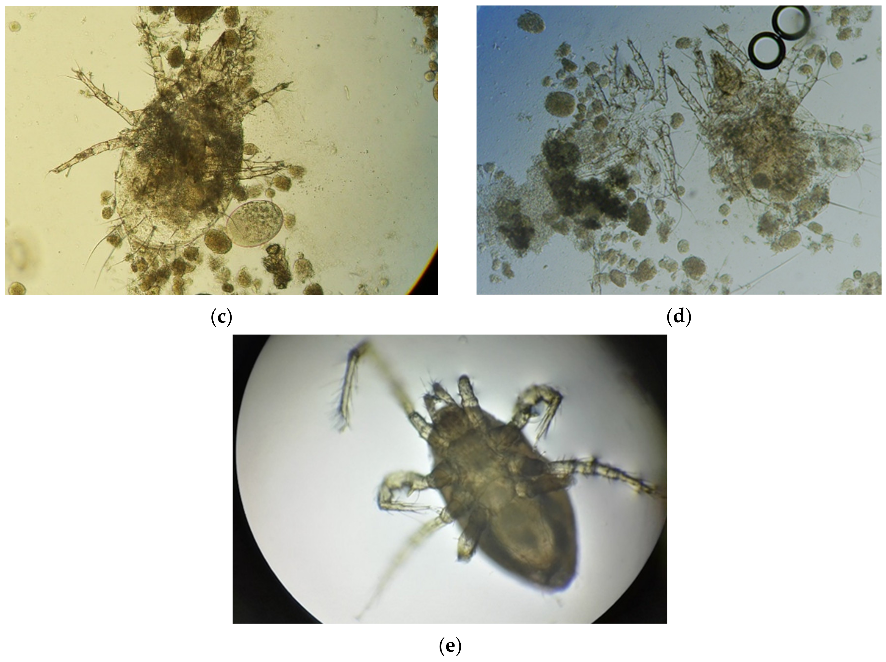 Animals 11 00478 g016b