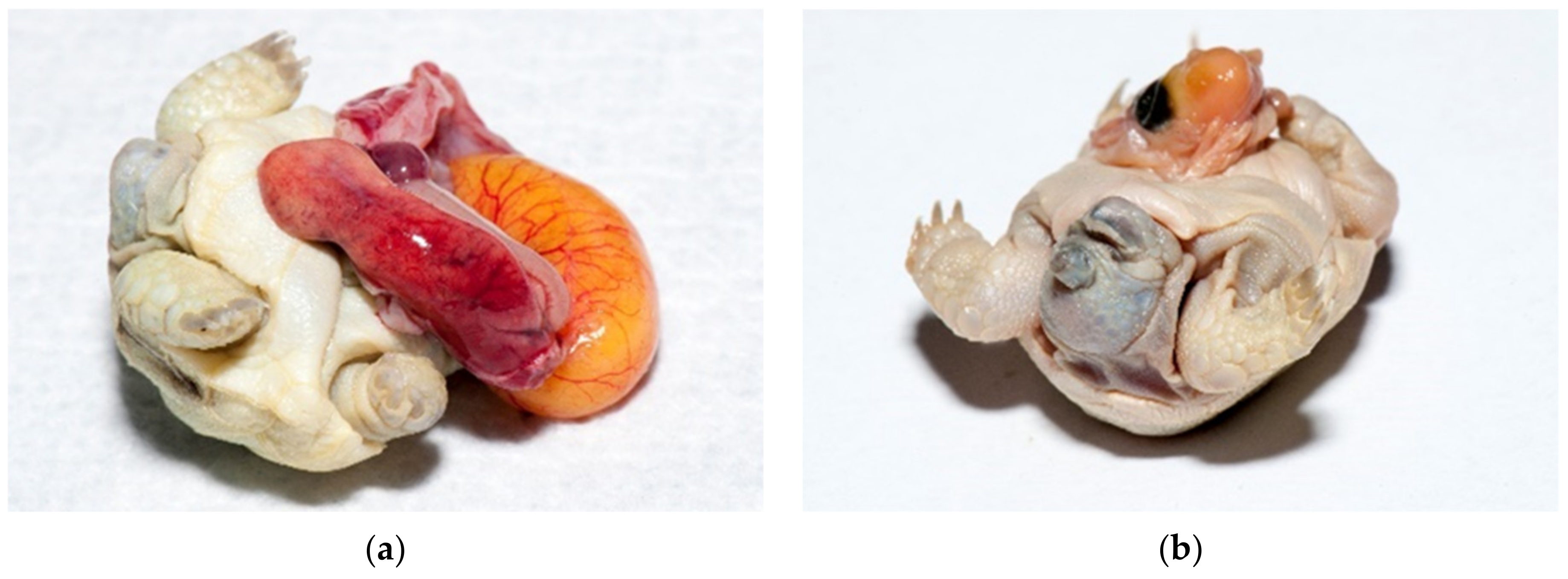 Animals 11 00478 g017a