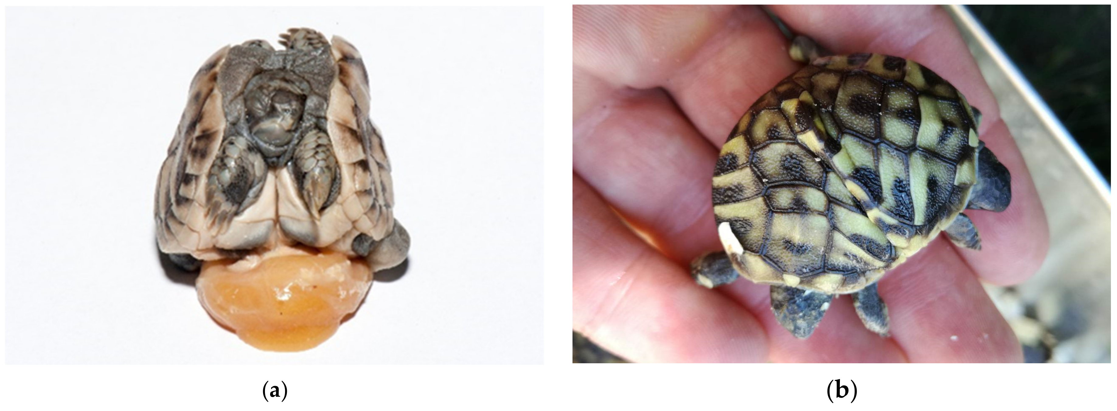 Animals 11 00478 g018