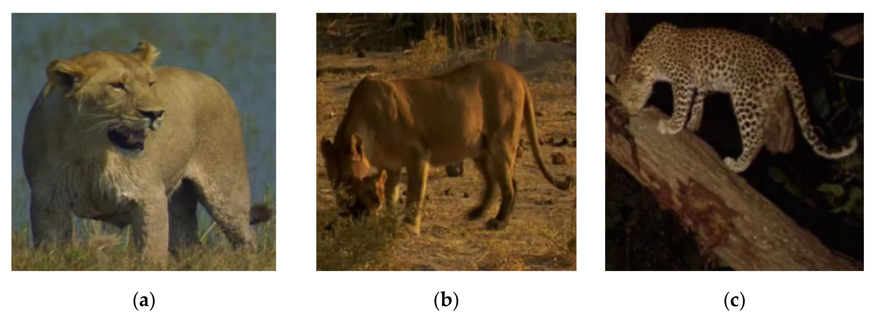 Animals 11 00485 g001