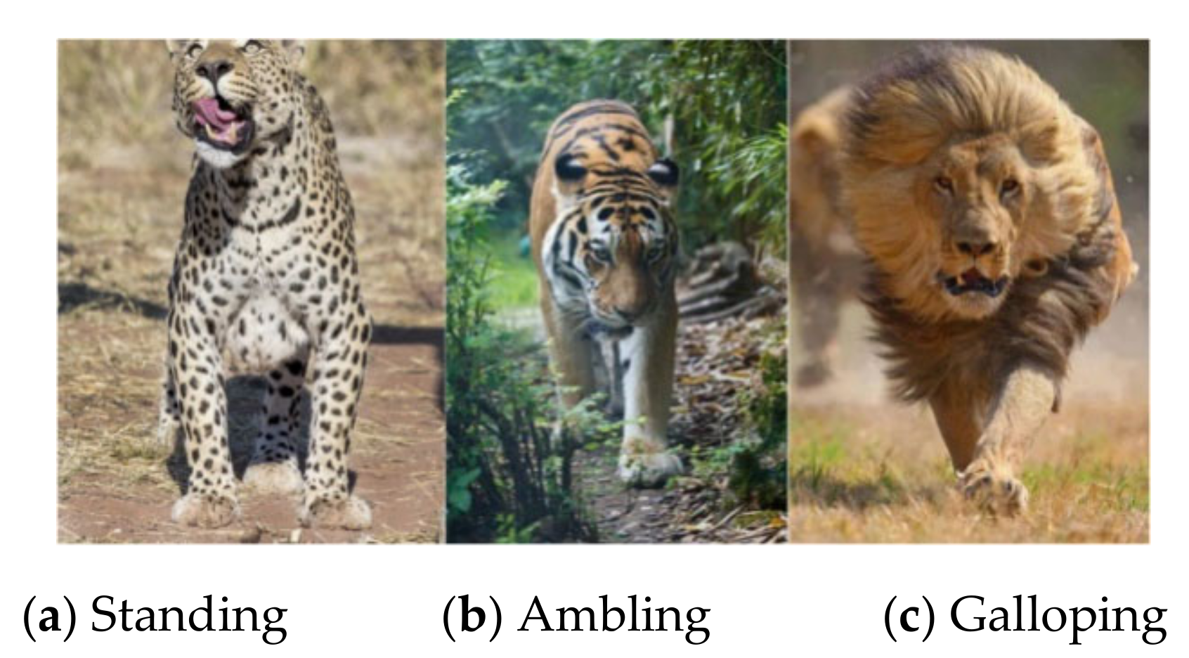 Animals 11 00485 g006