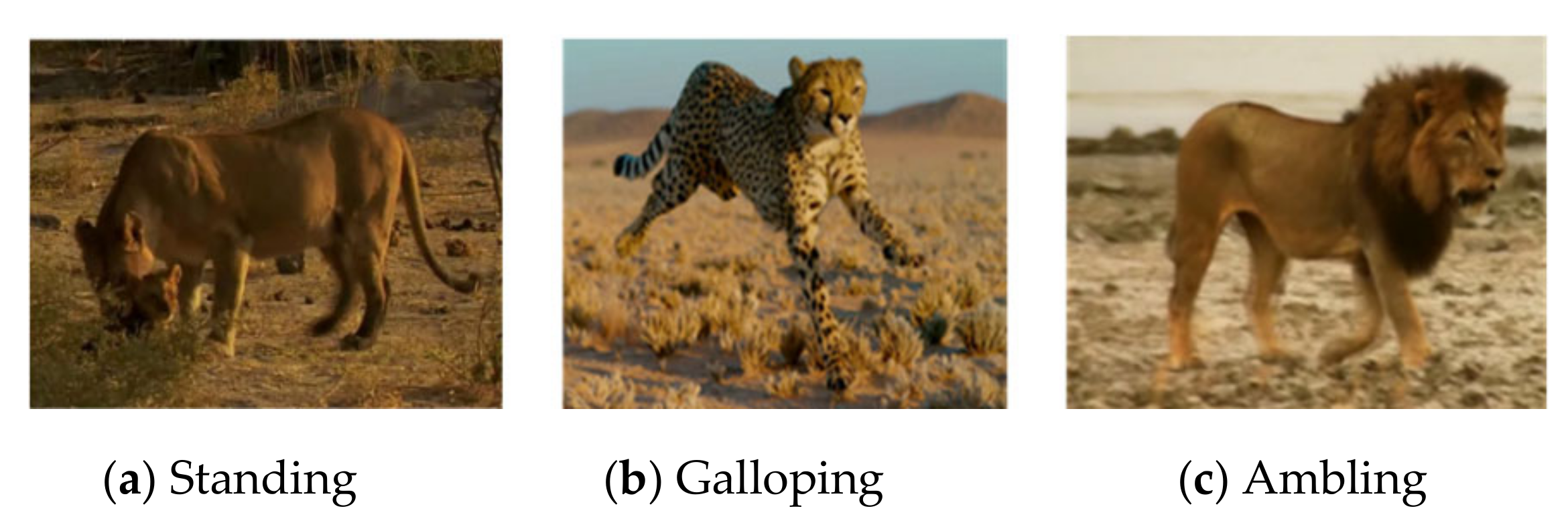 Animals 11 00485 g008