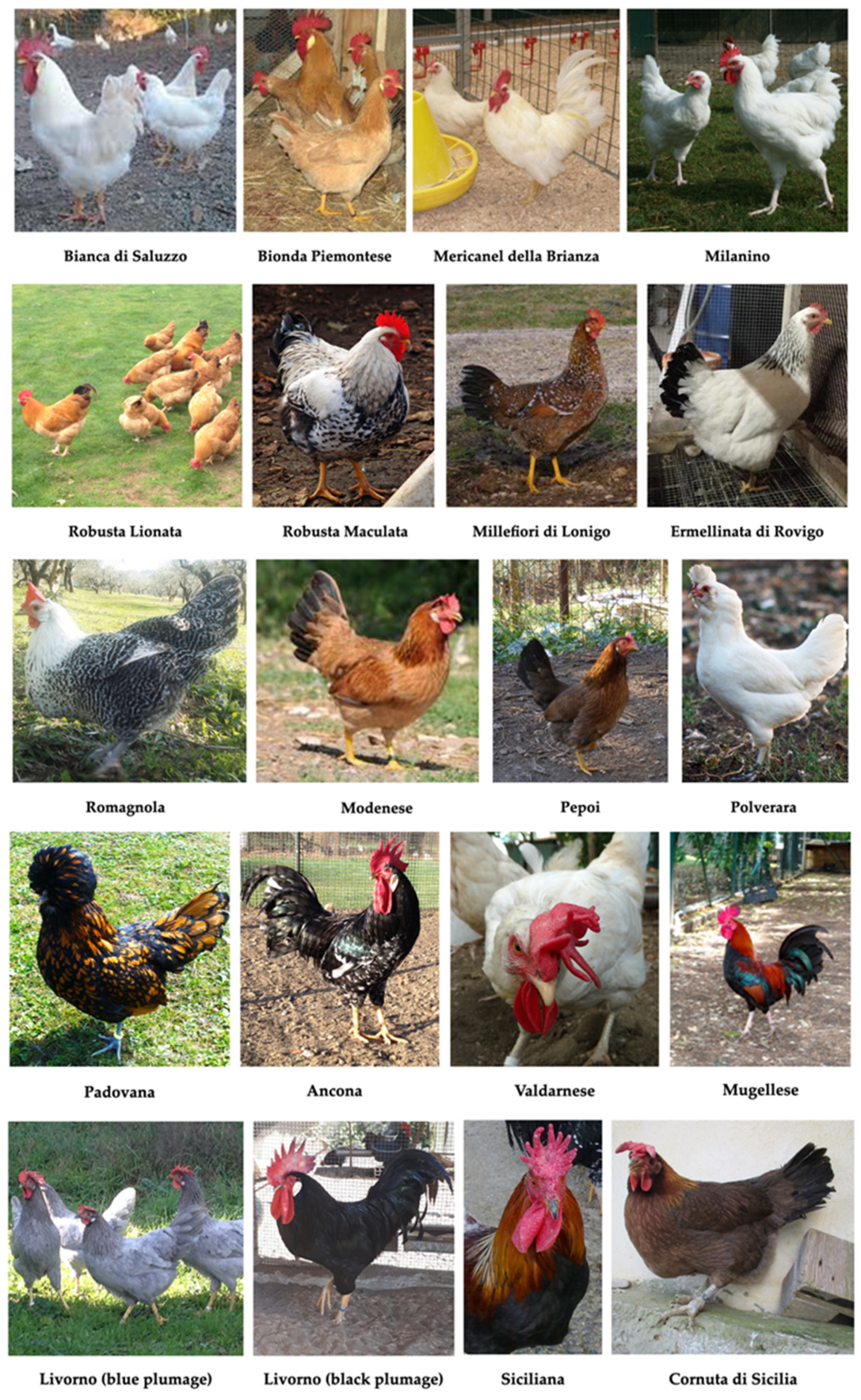 Animals 11 00490 g002 Animals 11 00490 g002