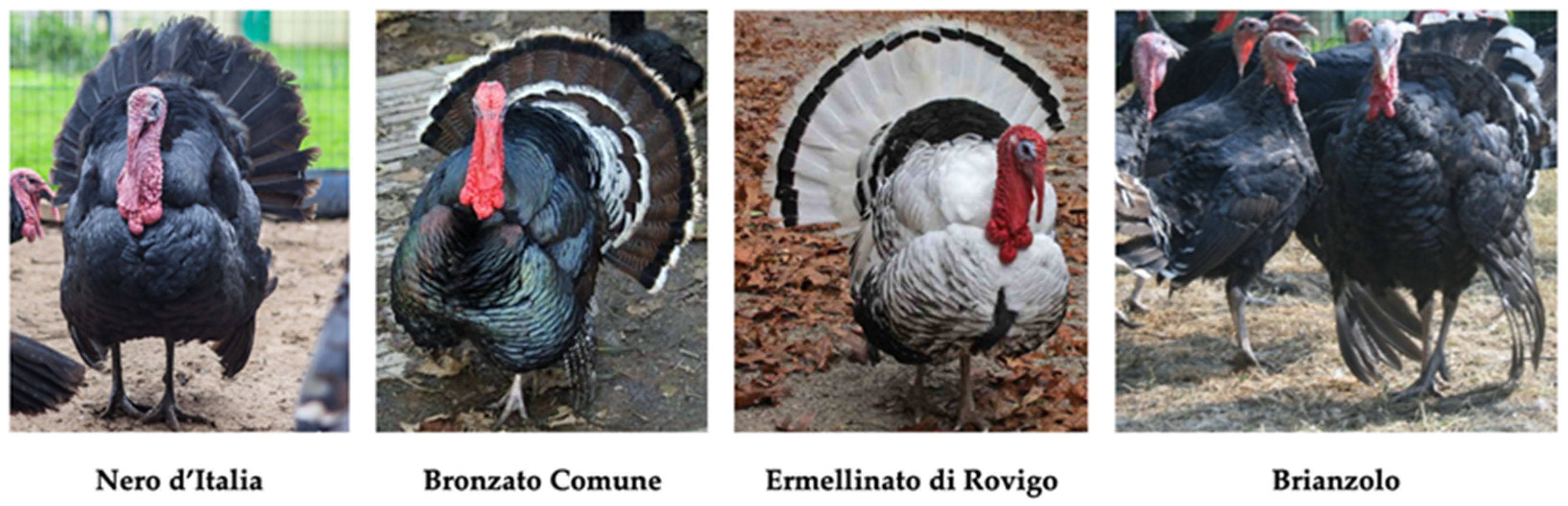 Animals 11 00490 g003 Animals 11 00490 g003