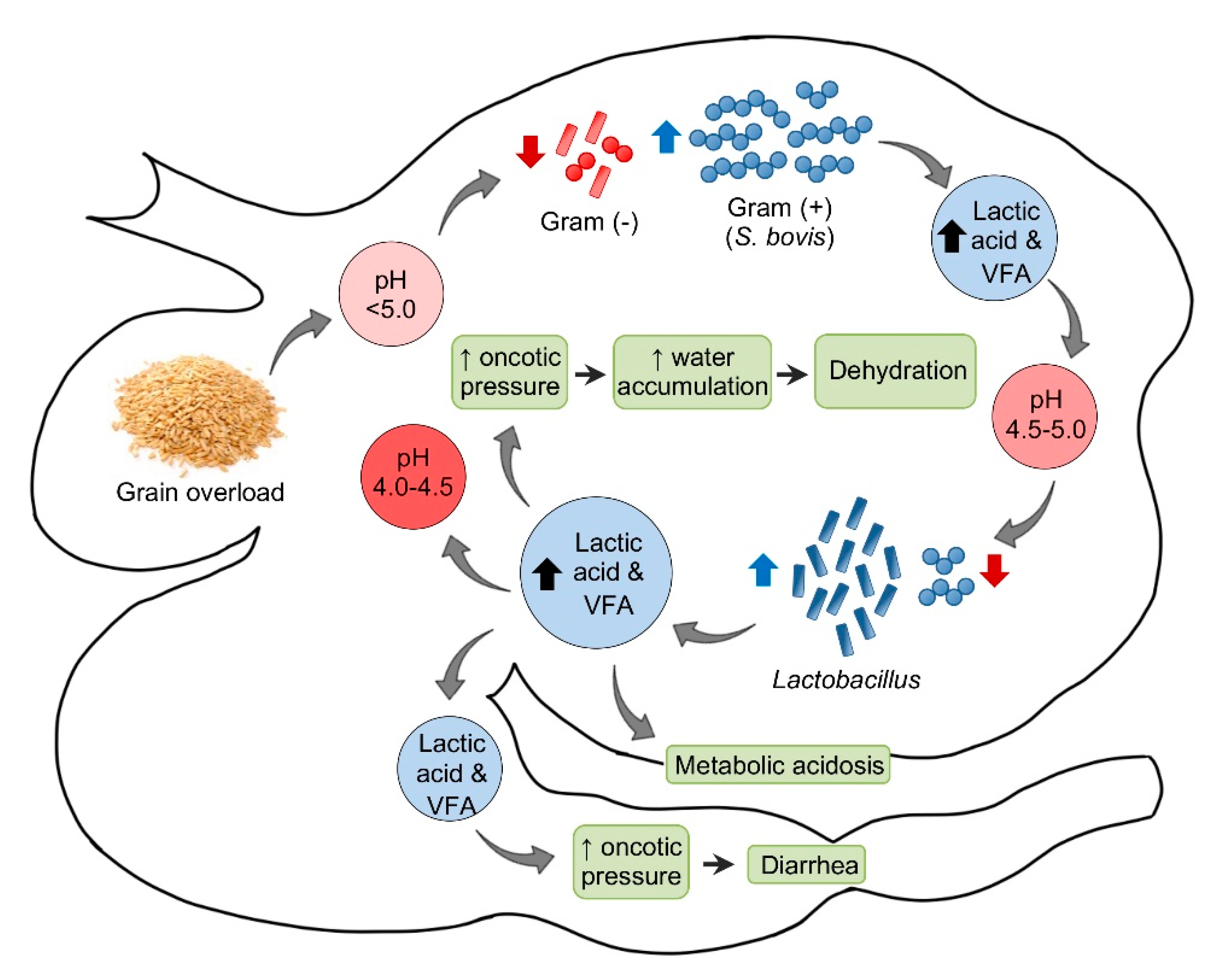 Animals 11 00501 g001