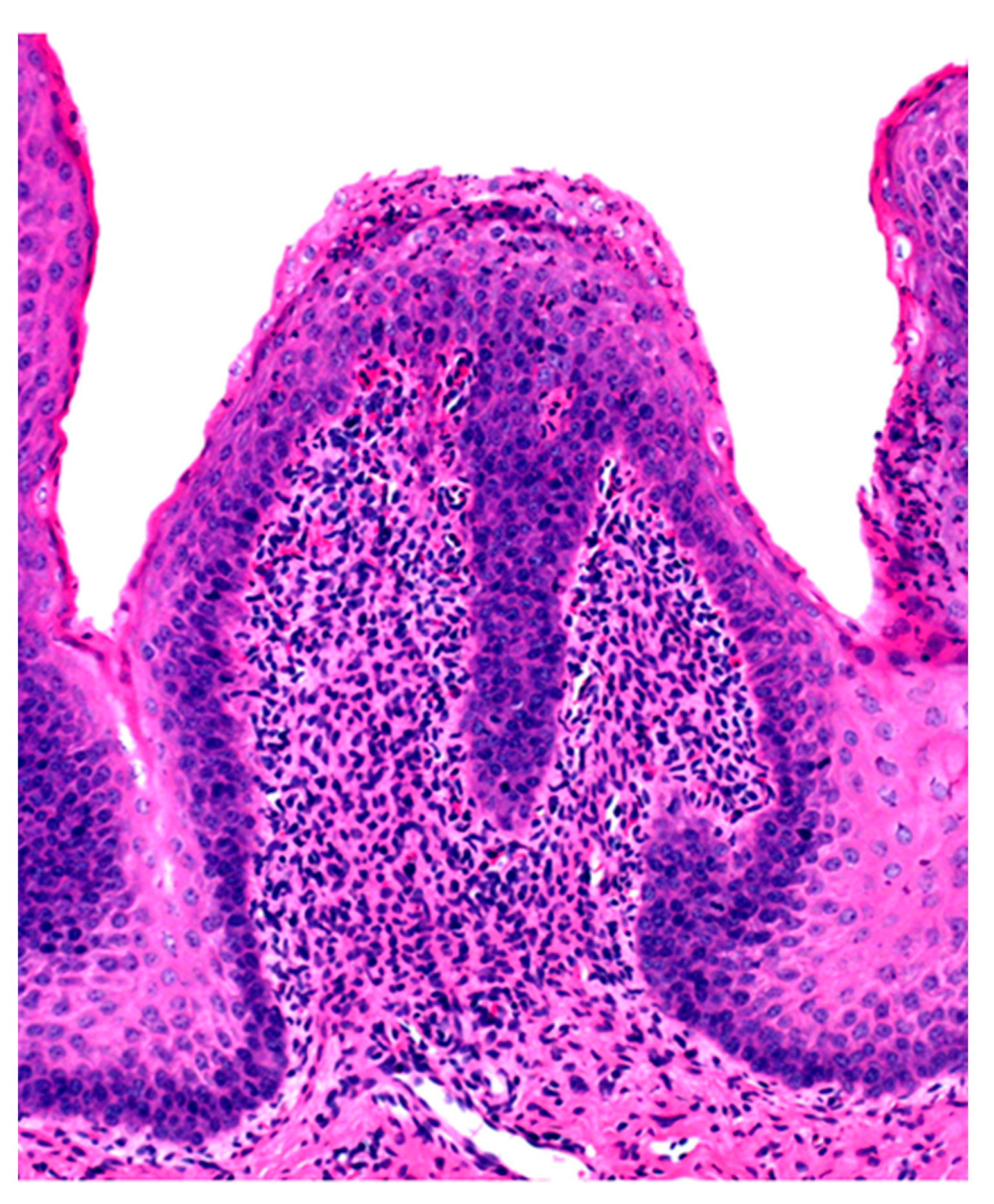 Animals 11 00501 g002