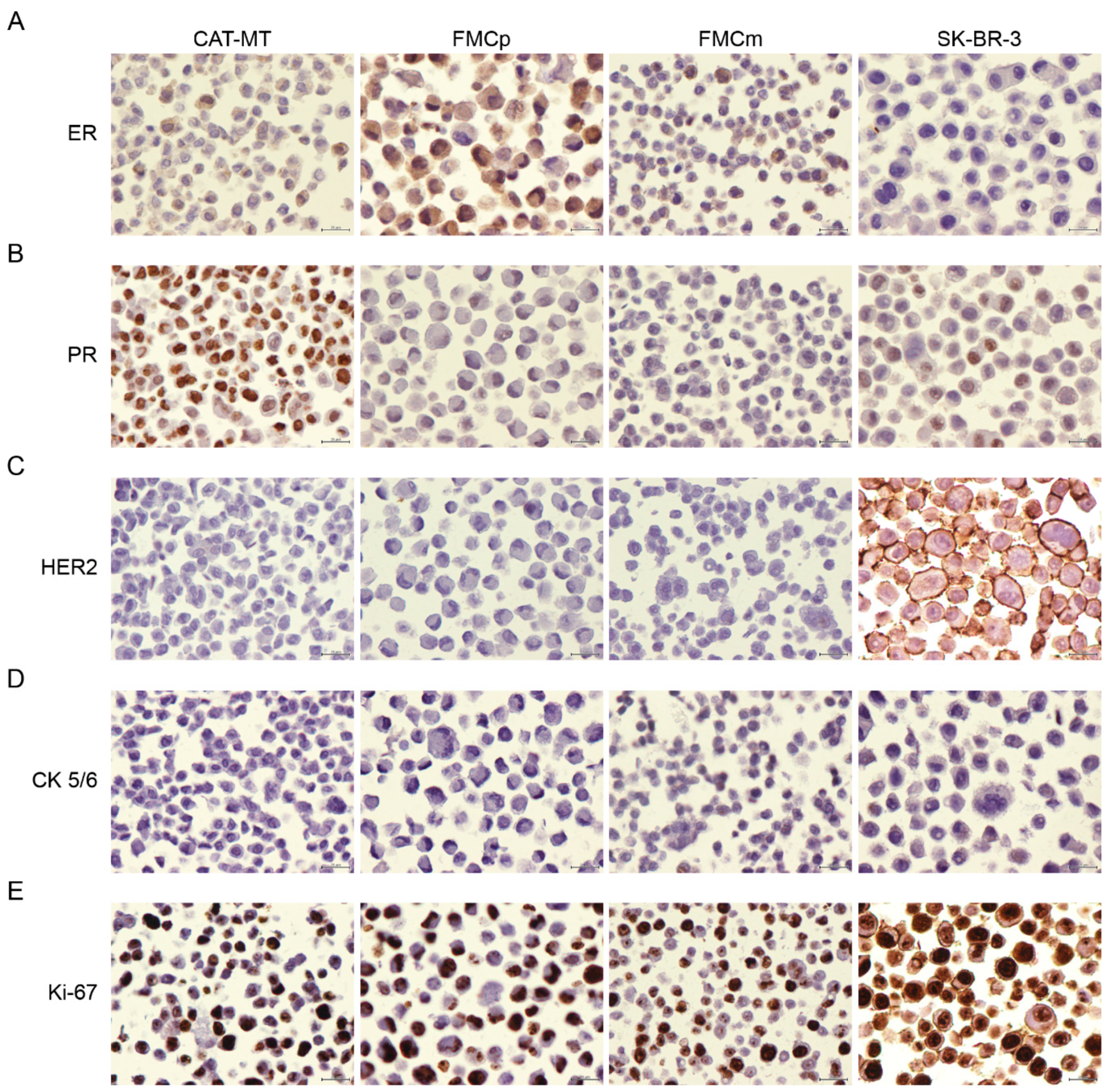 Animals 11 00502 g001 Animals 11 00502 g001