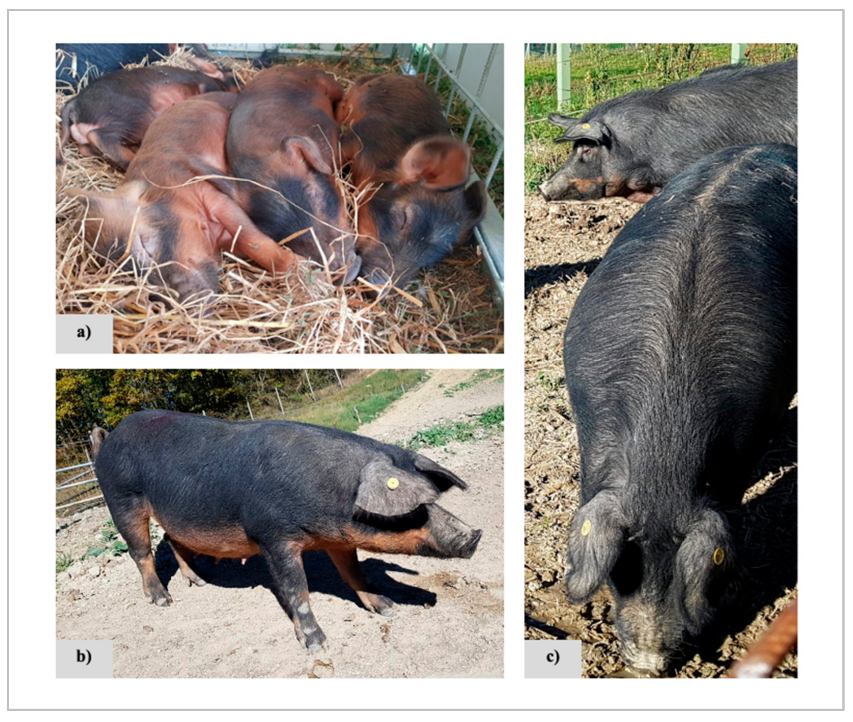 Animals 11 00526 g001 Animals 11 00526 g001