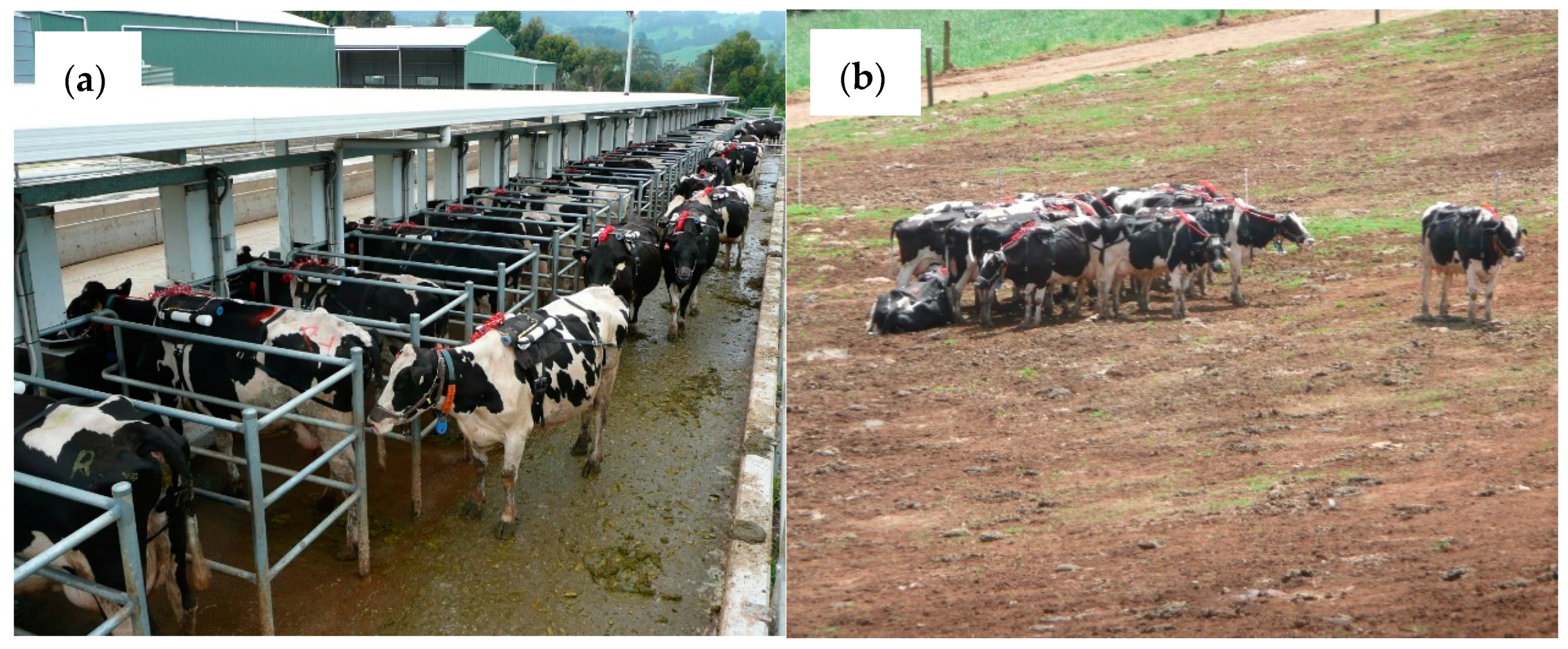 Animals 11 00528 g001