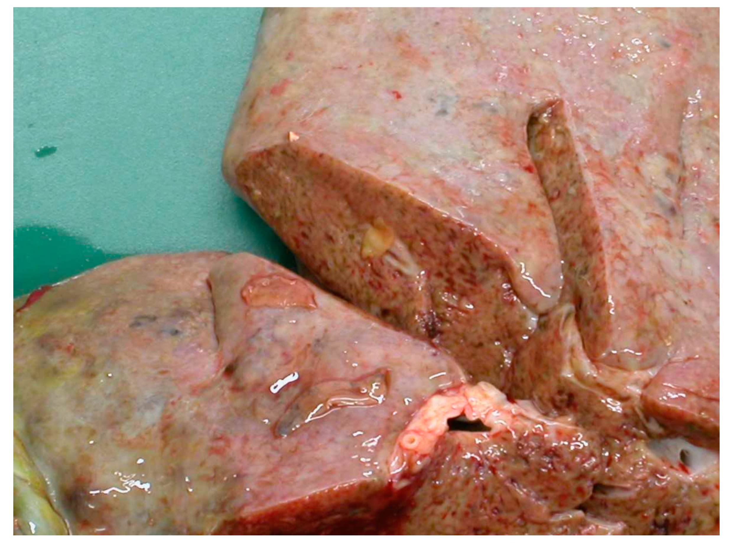 Animals 11 00549 g003