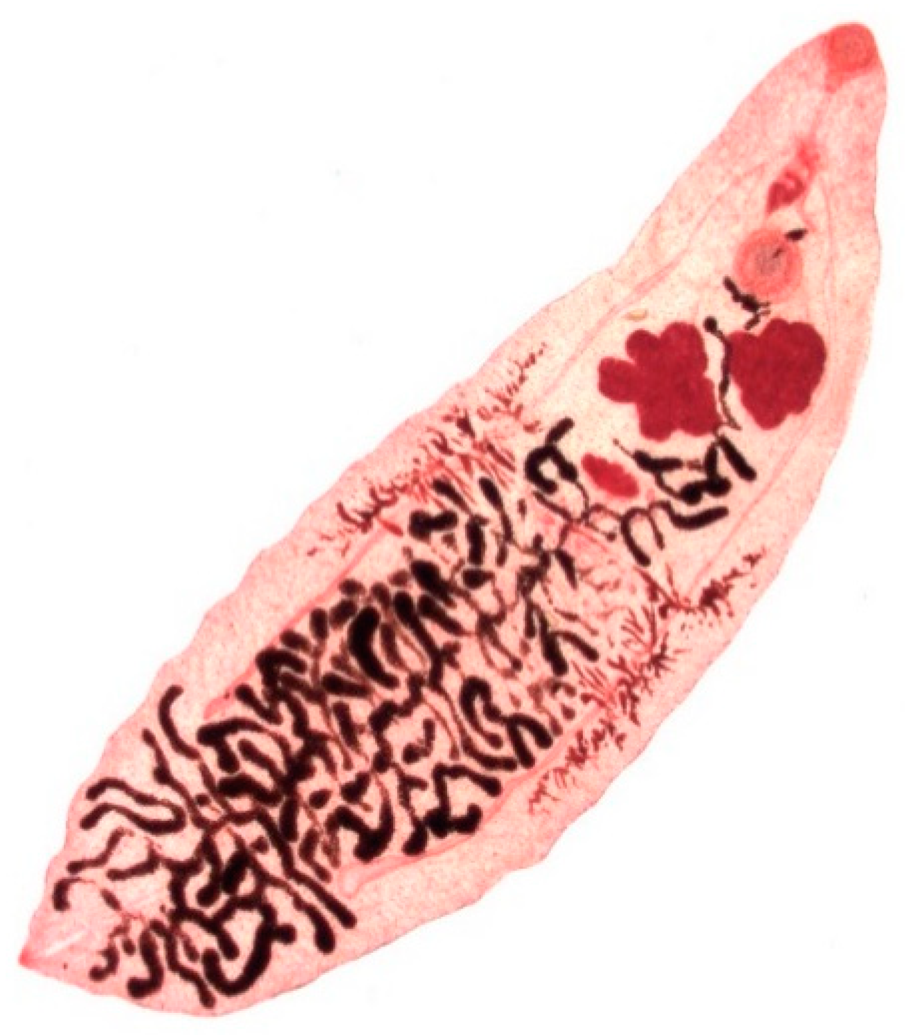 Animals 11 00549 g004