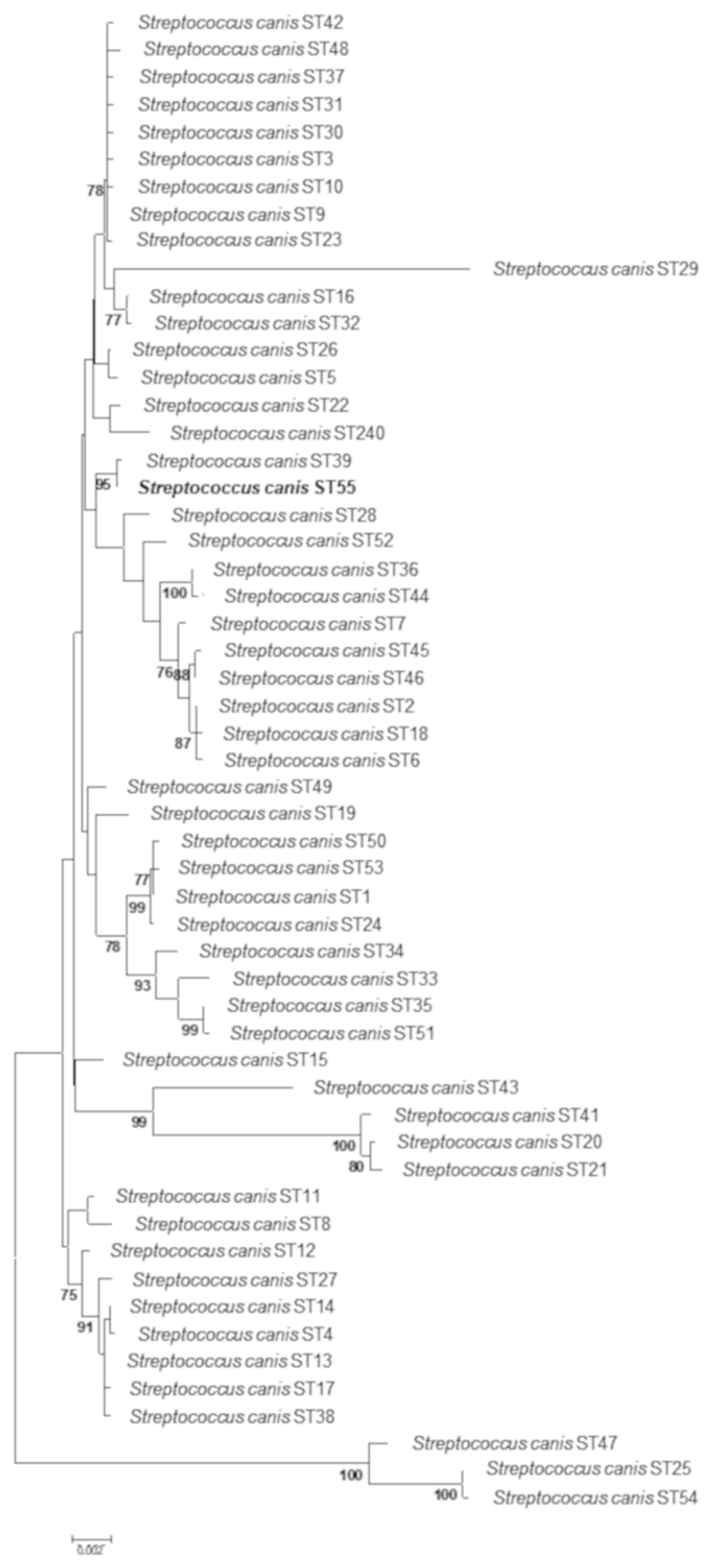 Animals 11 00550 g001