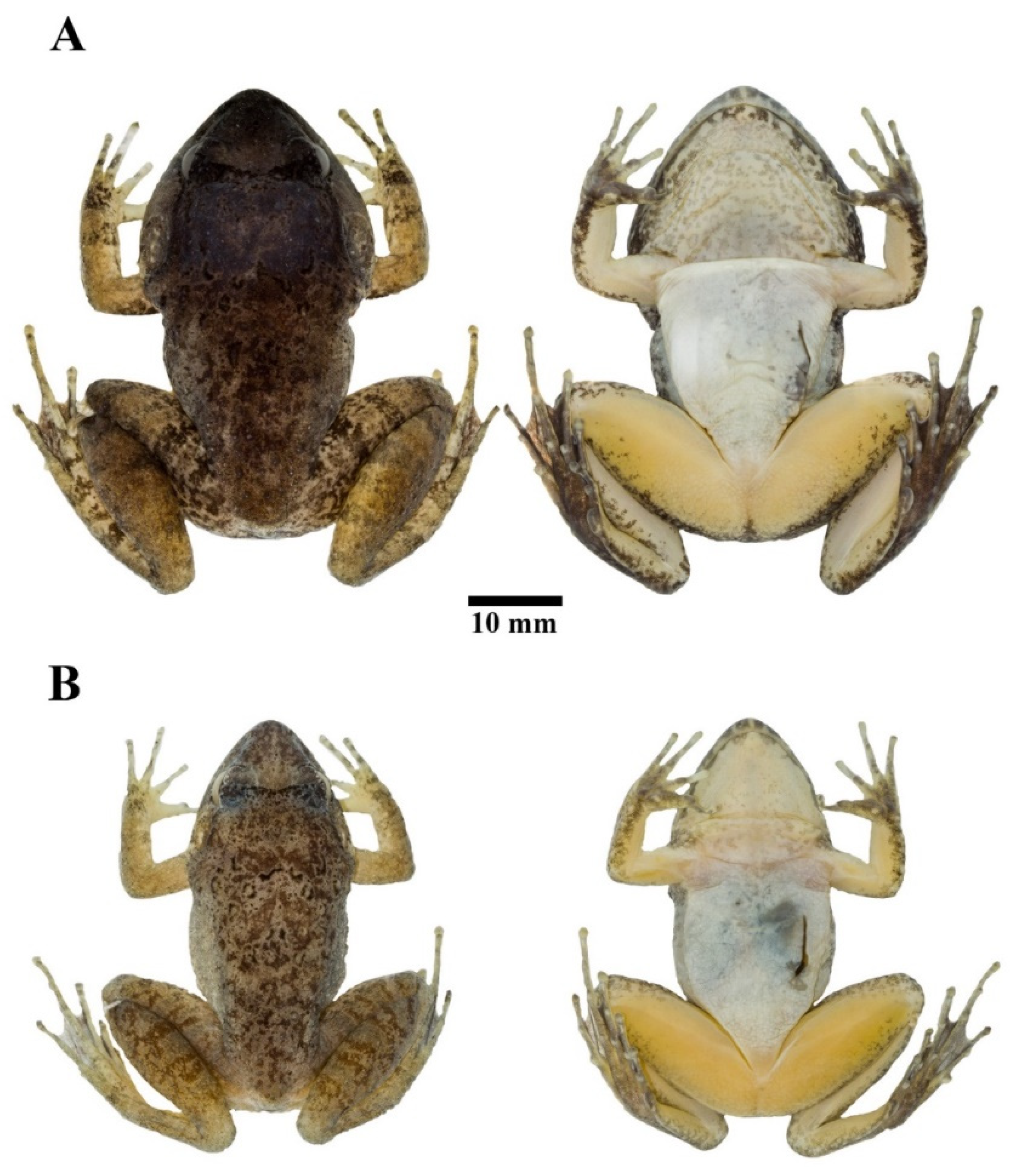 Animals 11 00566 g006