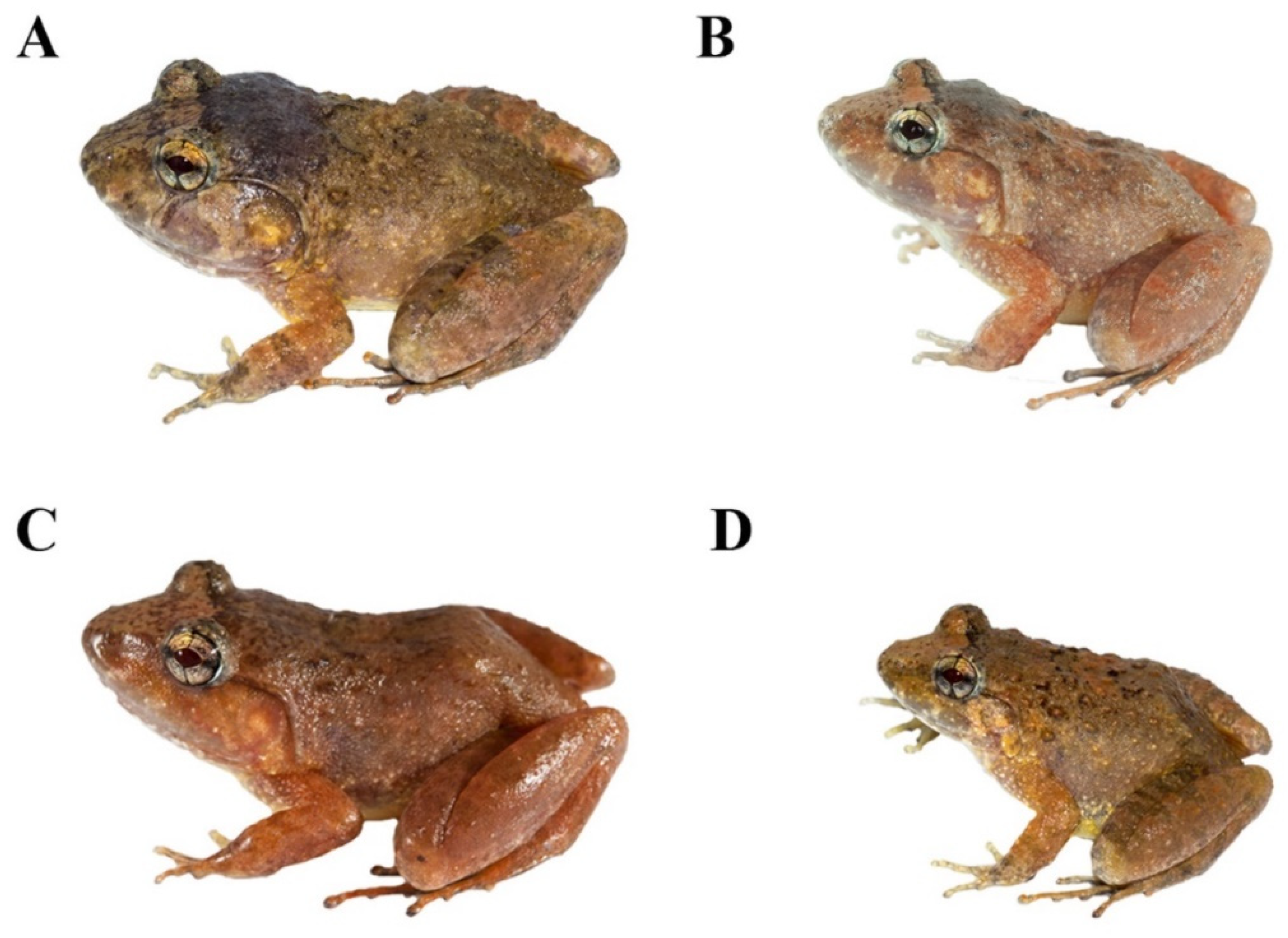 Animals 11 00566 g007