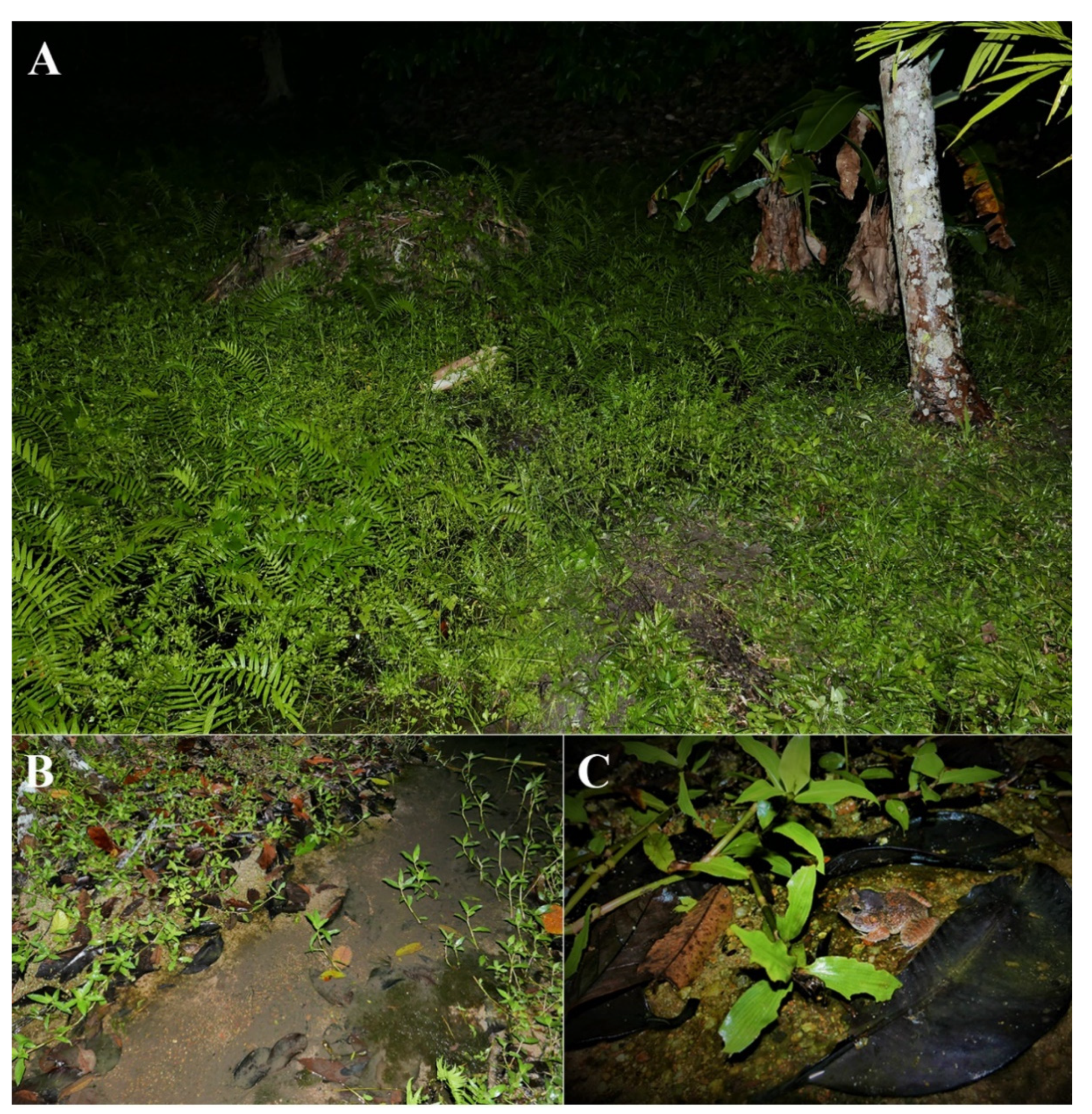 Animals 11 00566 g010